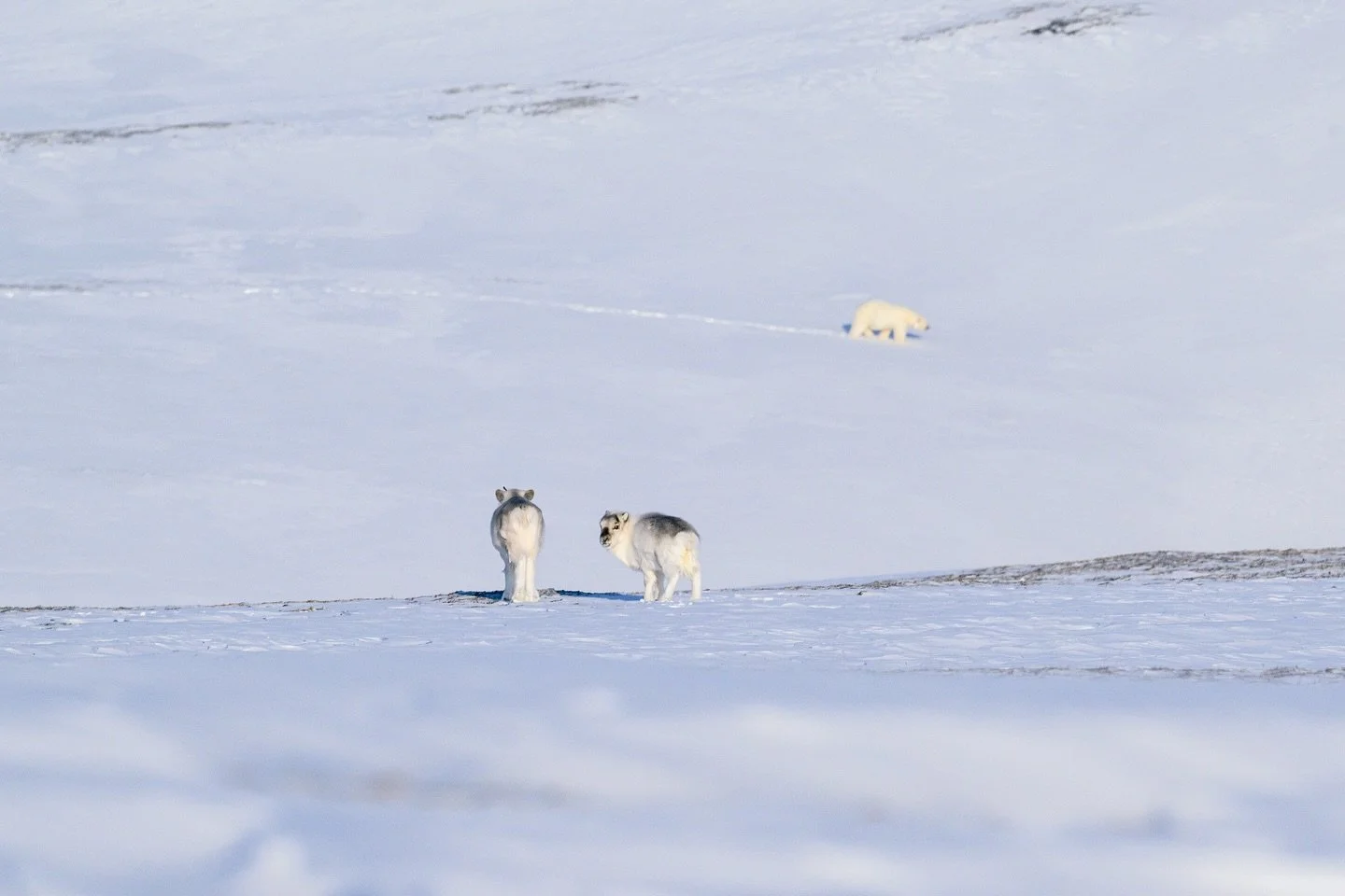 A bear stalking reindeer before the strike.
Each bear develops its own hunting technique. Some use the terrain with patience and precision, reading every ridge and hollow. Others rely on sheer speed, running with relentless determination.
Their strat