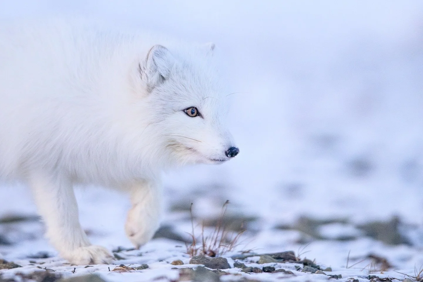 This polar fox is stalking a group of ptarmigan. Working in pairs with its partner, they try to disorient and trap them, much like a sheepdog herding its flock. This time, the fox couple wasn&rsquo;t fast enough, the ptarmigan won the round and took 