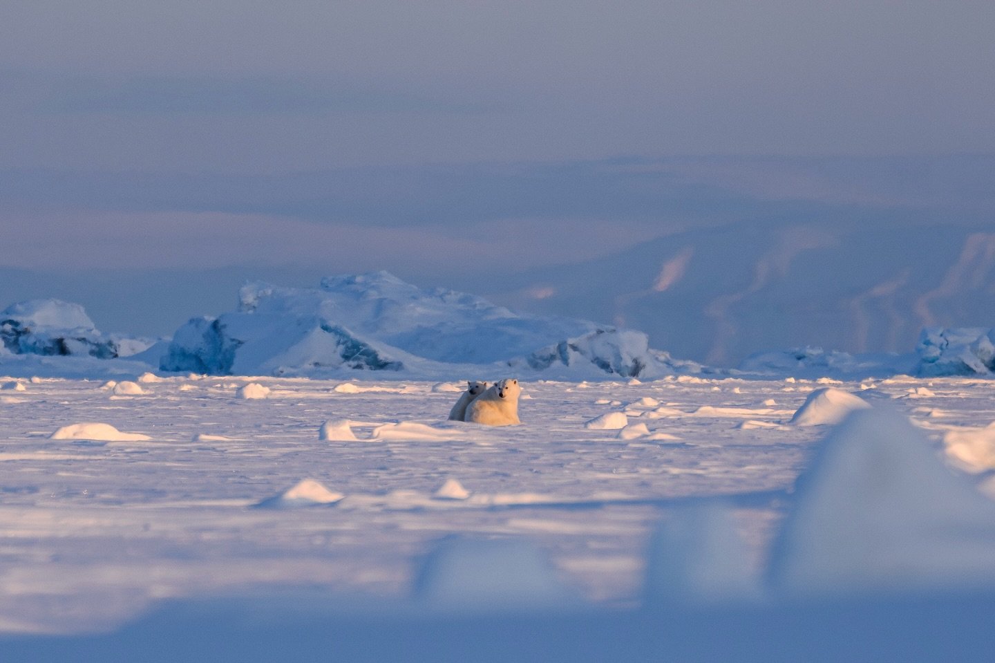 Mum &amp; Cub spotted on sea ice #ourspolaire#oursblanc#polaranimals#arcticanimals