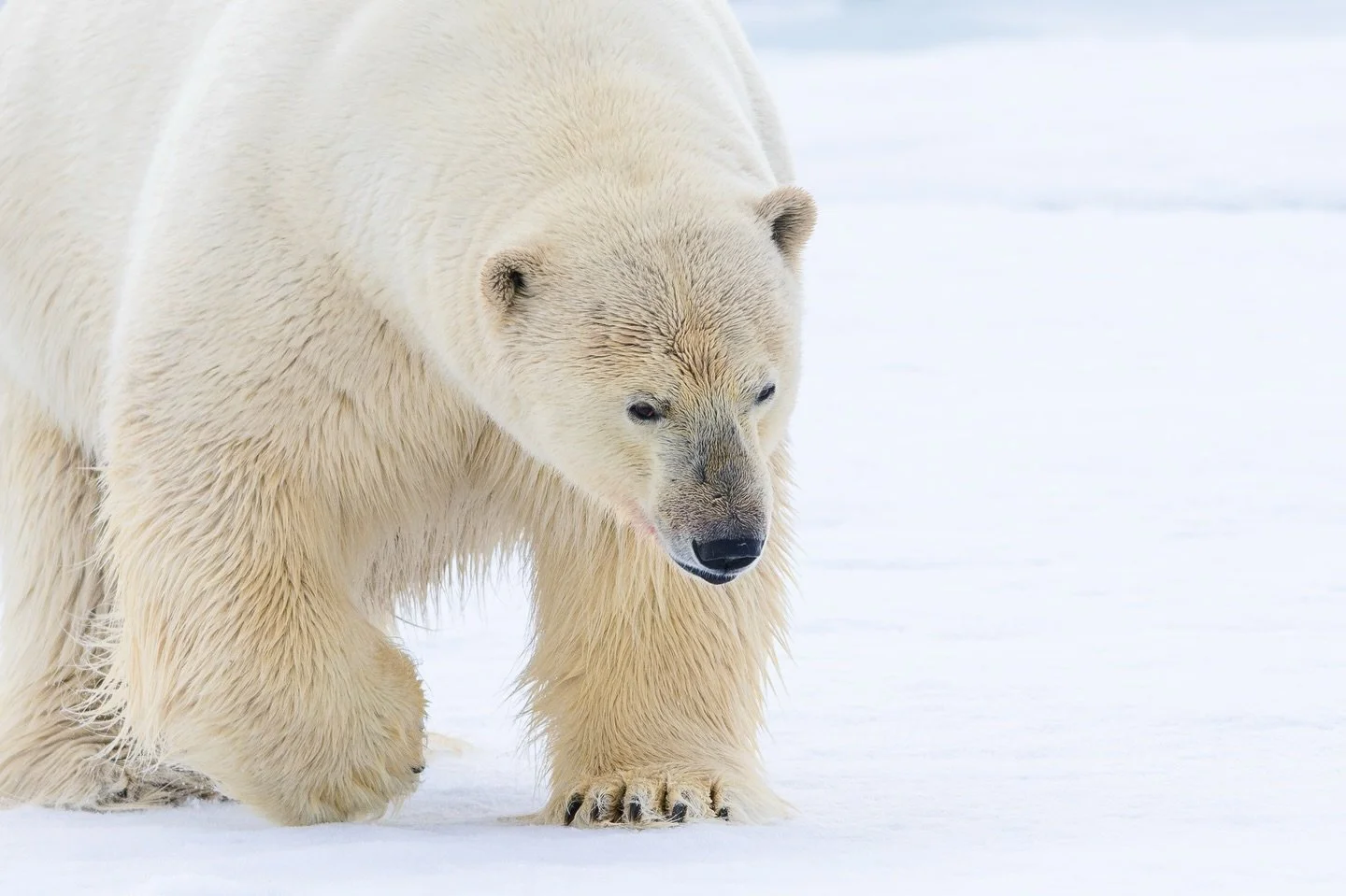 Big polar bear male heading towards a walrus carcass, the heaviest bear ever  recorded is  about 1100kg. It is really hard to estimate the weight of that guy but he is probably part of the biggest bears you can find on earth.
#polarbearpuppy#oursblan