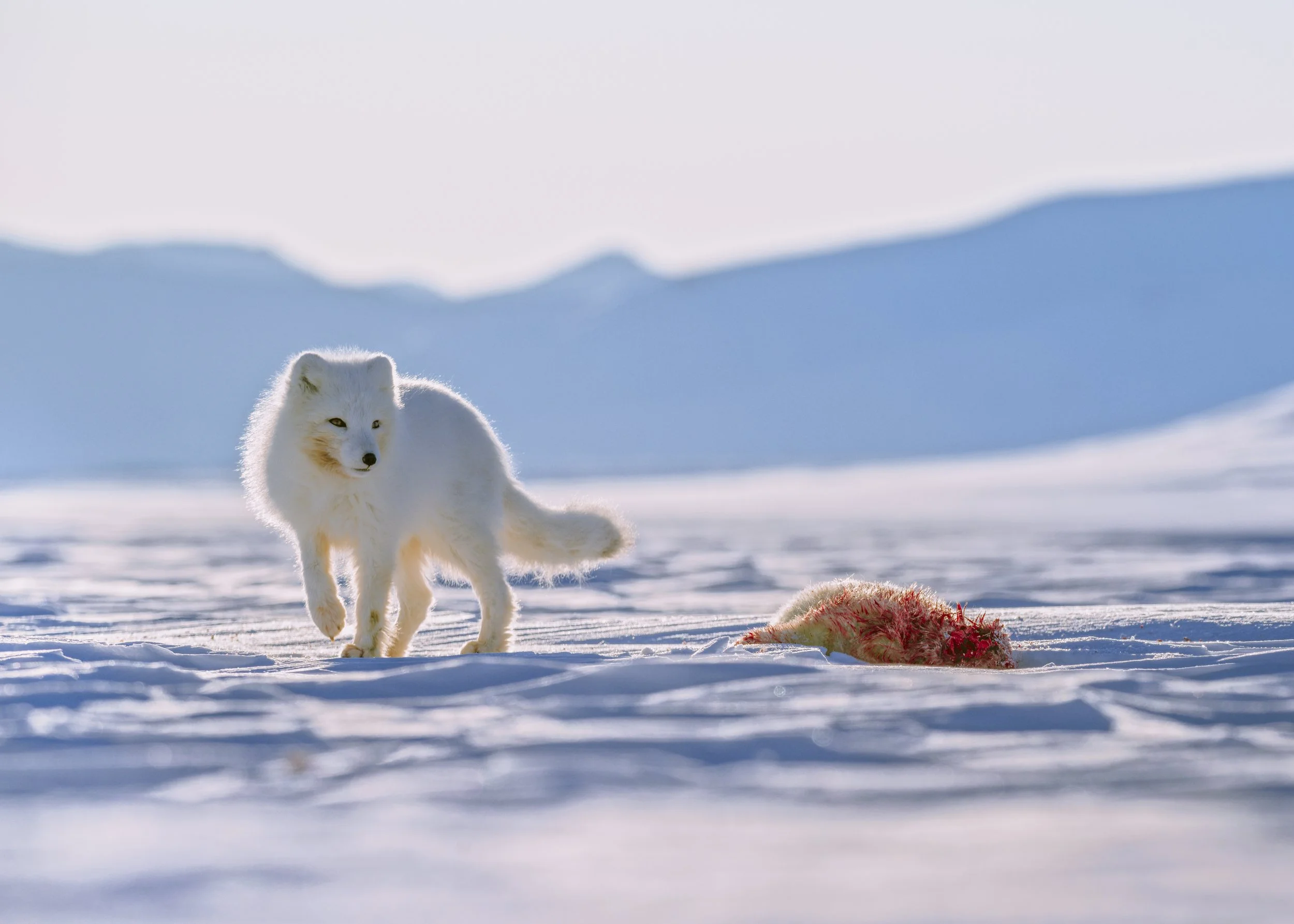 RENARD CAPTURE _1.4.1.jpg