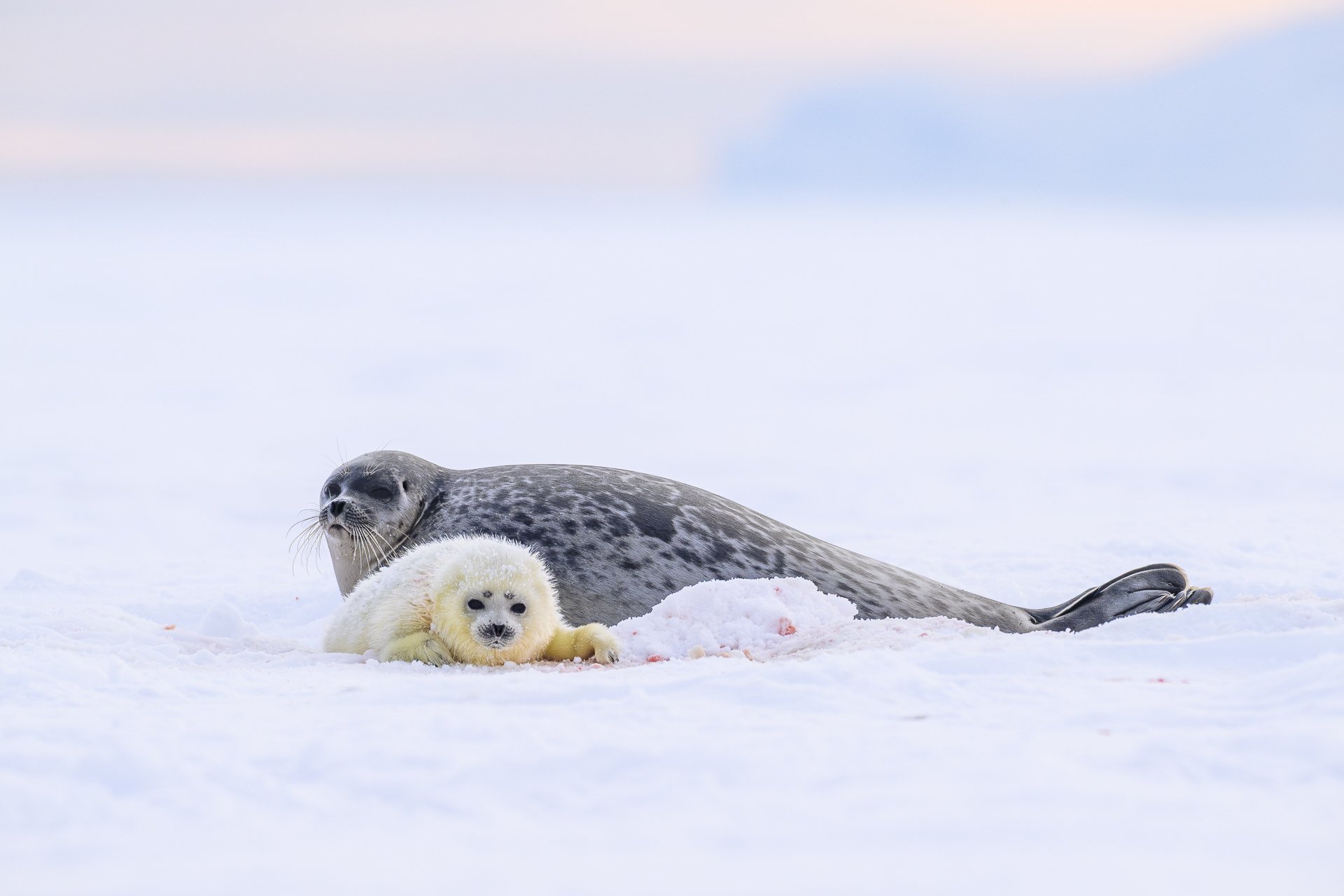 Regard Sauvage_GANADU_Matheo_Premier regard.jpg