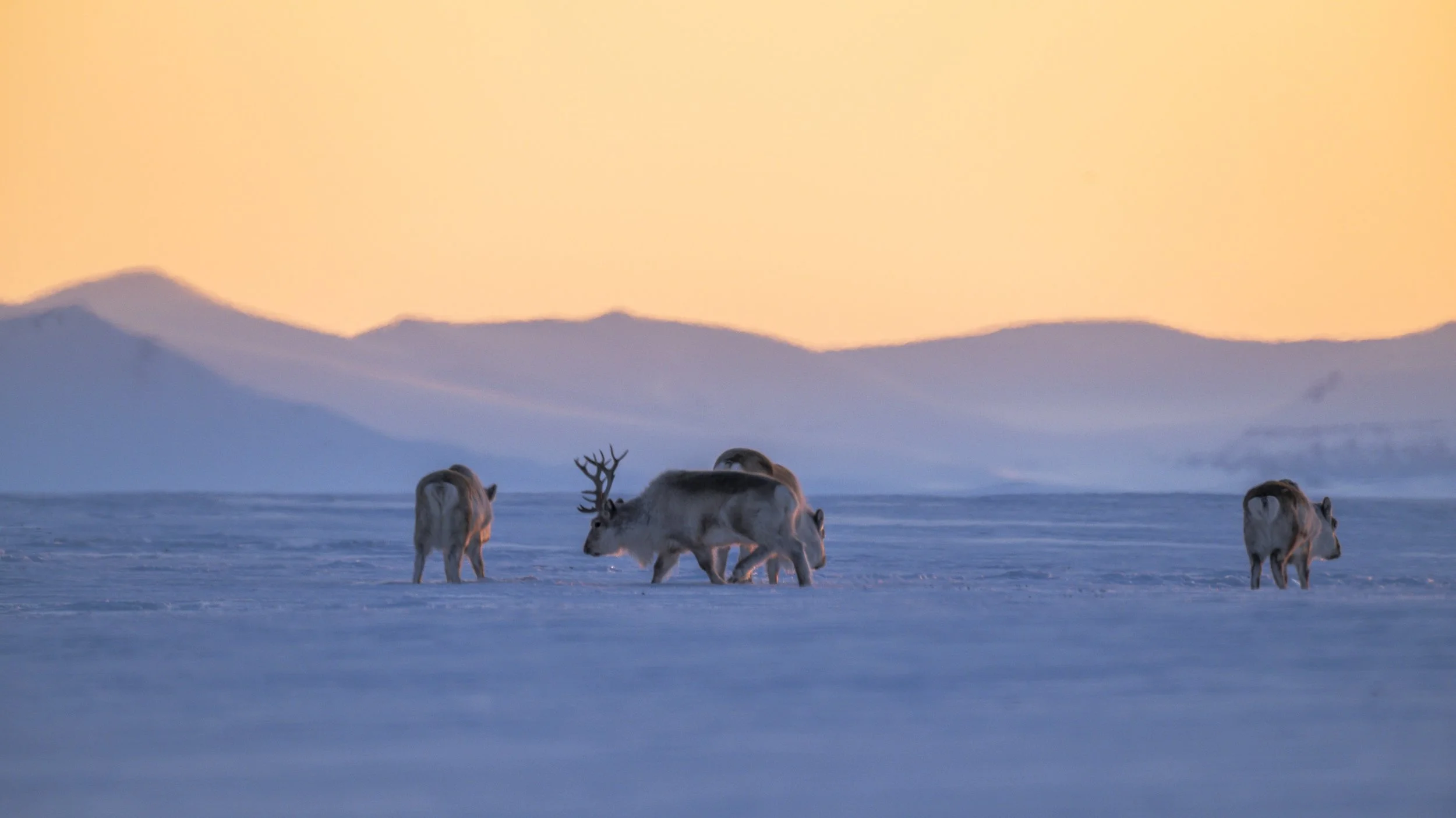 GANADU WILDLIFE-21.jpg