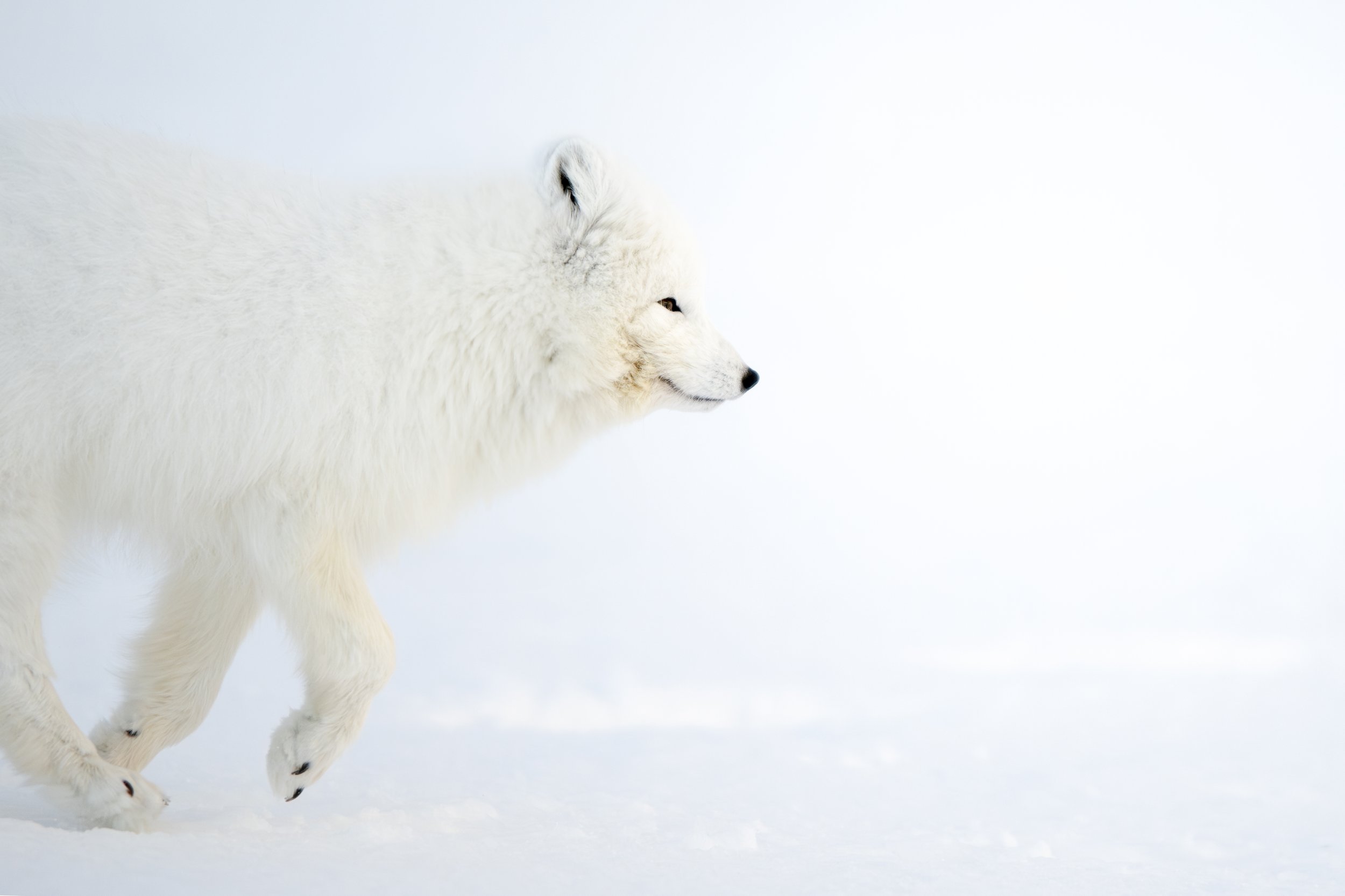 MATHEO GANADU_ AAP  (1).JPG