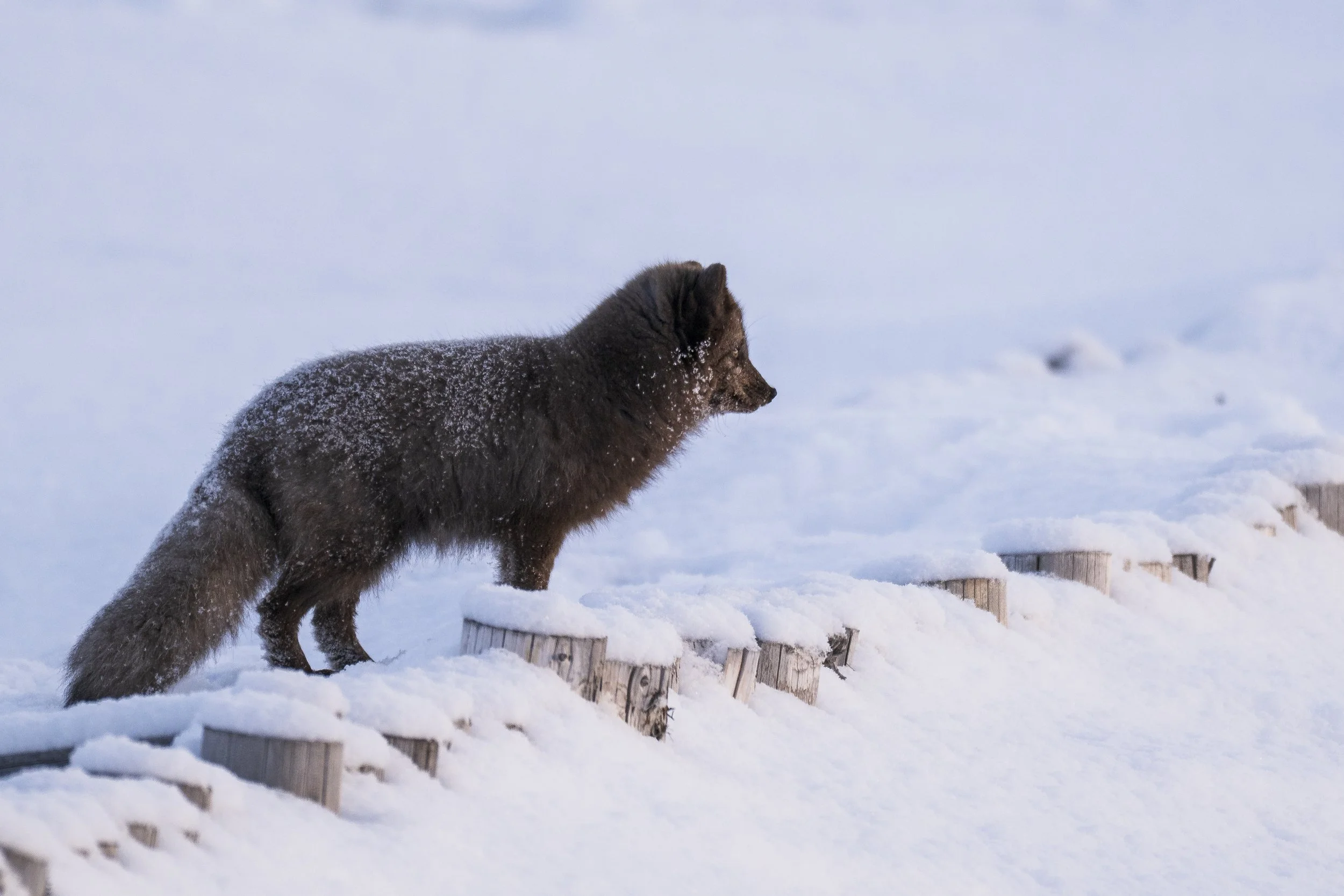 GANADU WILDLIFEDE-2 (3).jpg