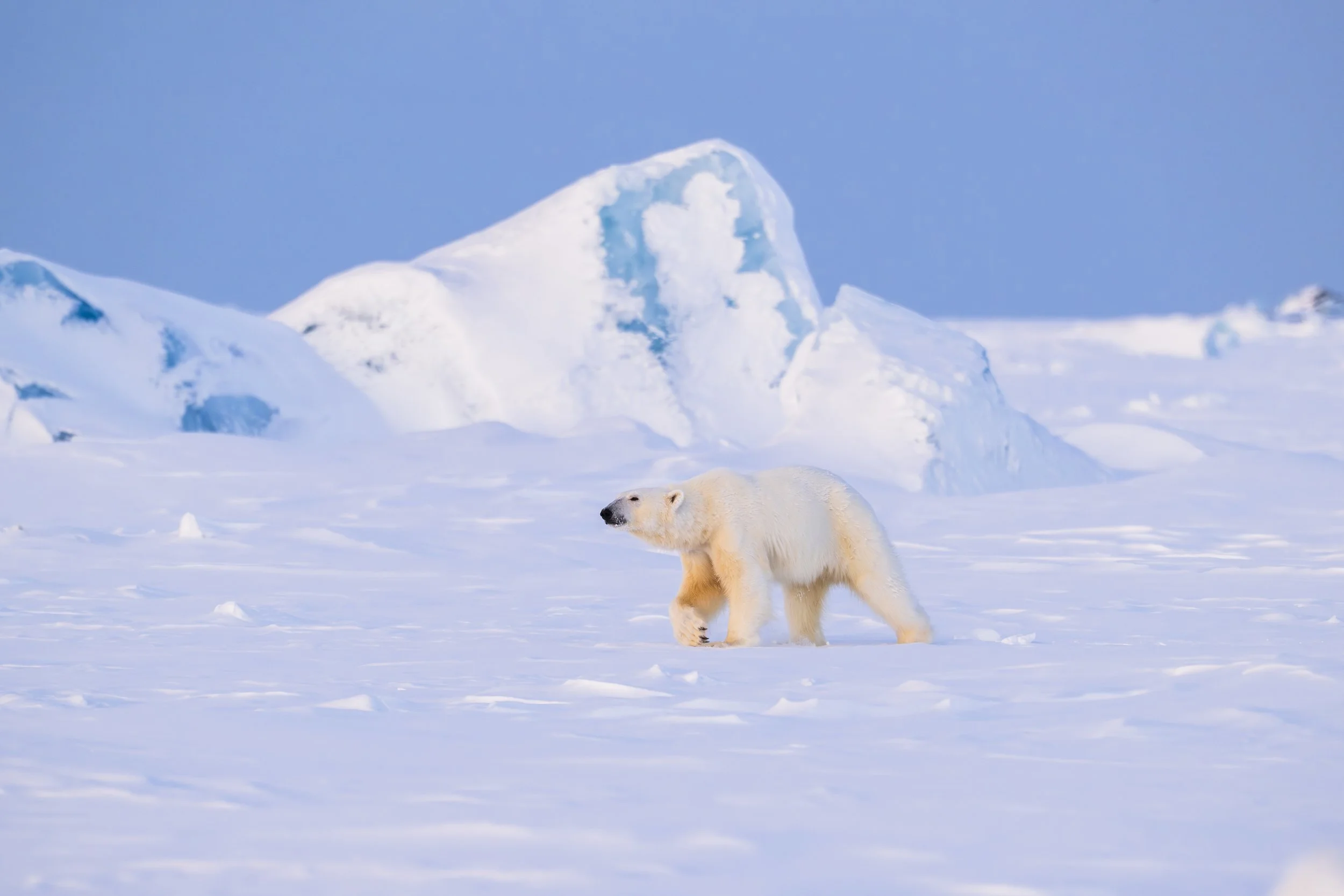 GANADU WILDLIFEDE-2 (4).jpg