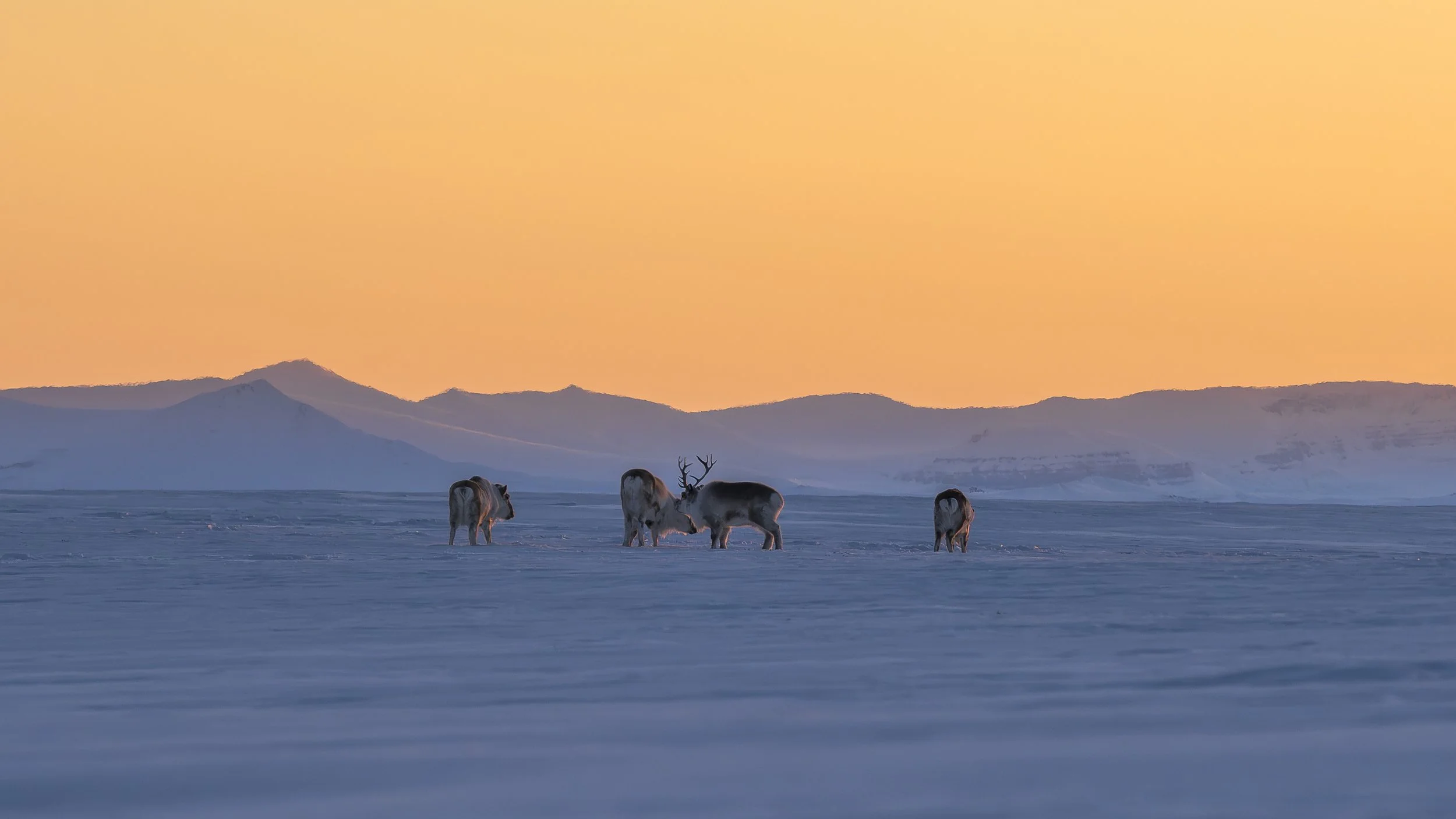 GANADU WILDLIFE-19.jpg