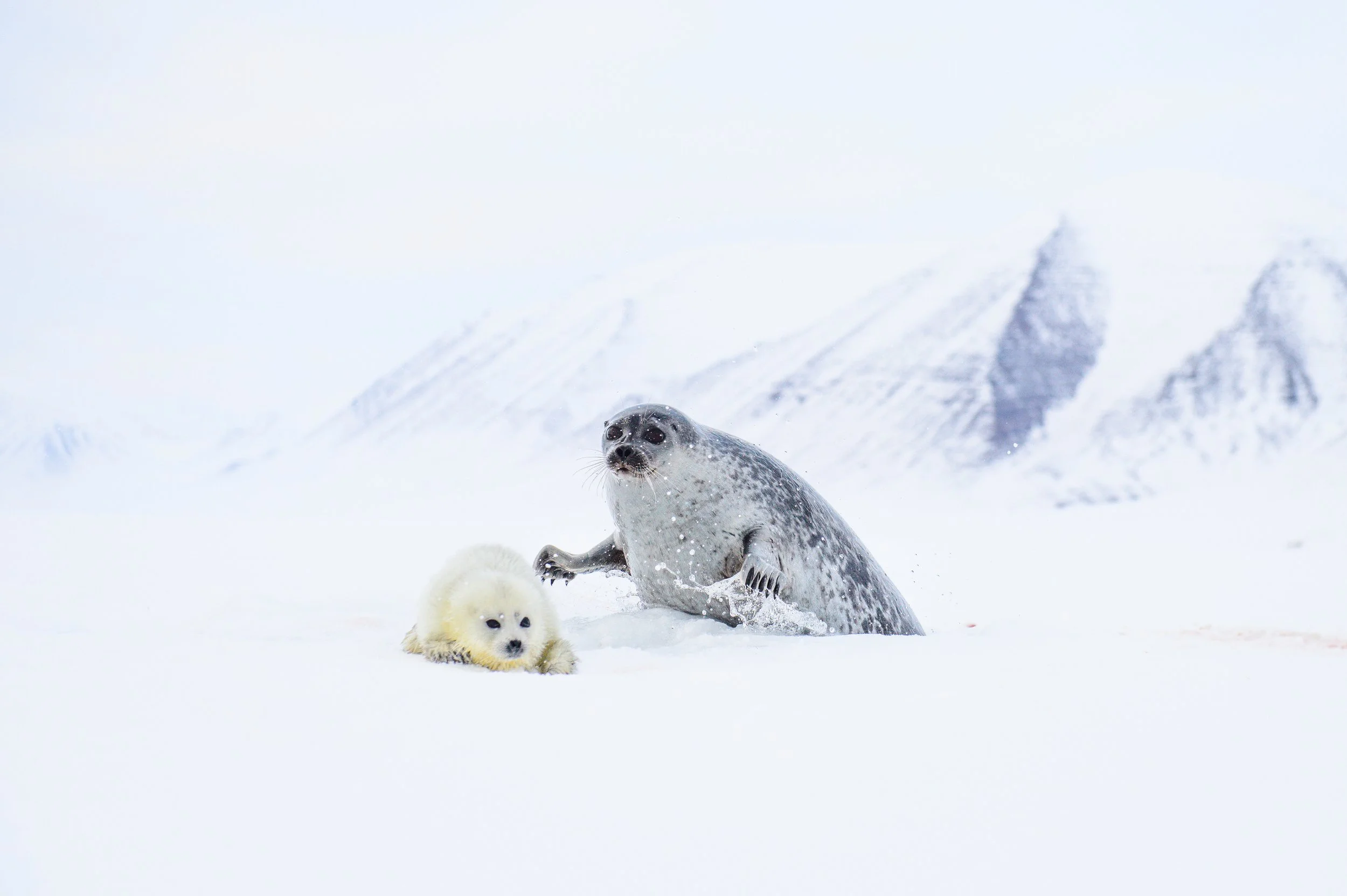 MUM&PUP 1.jpg