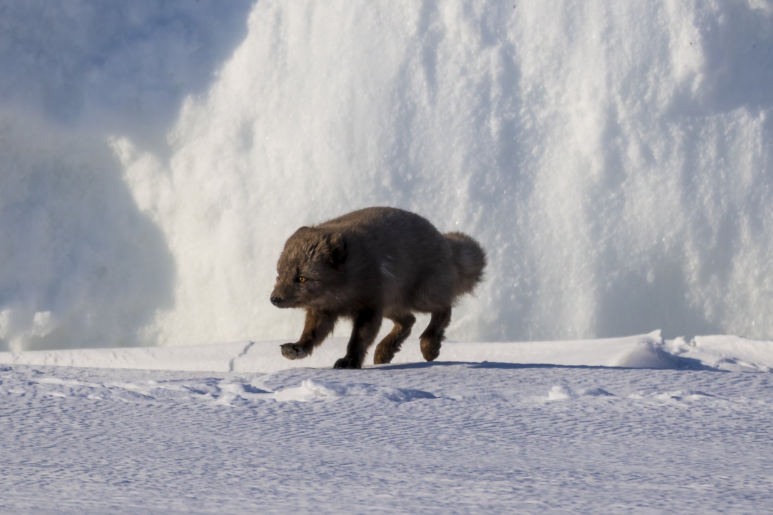 GANADU WILDLIFEDE-2 (1).jpg