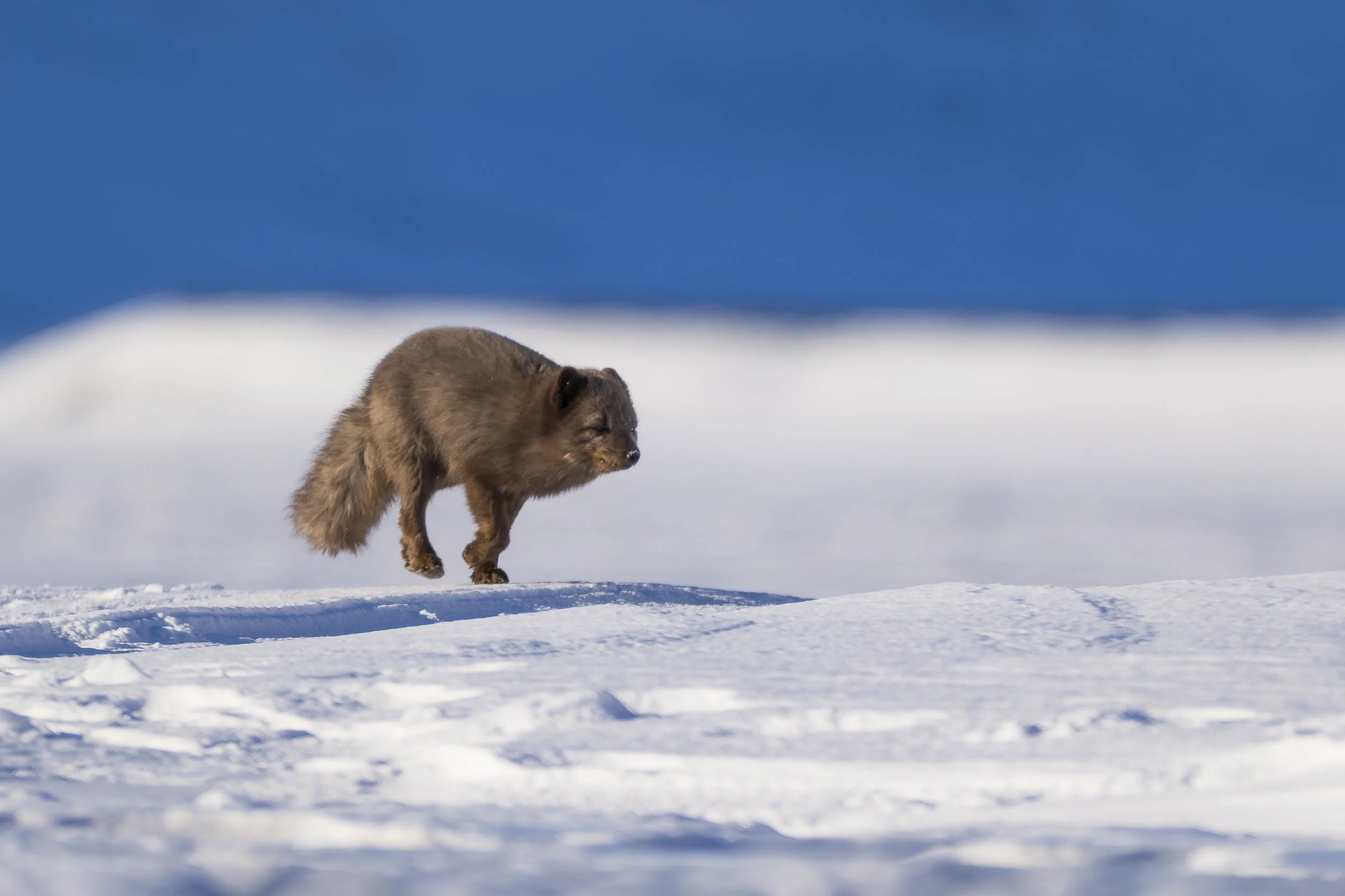 GANADU WILDLIFE-18.jpg