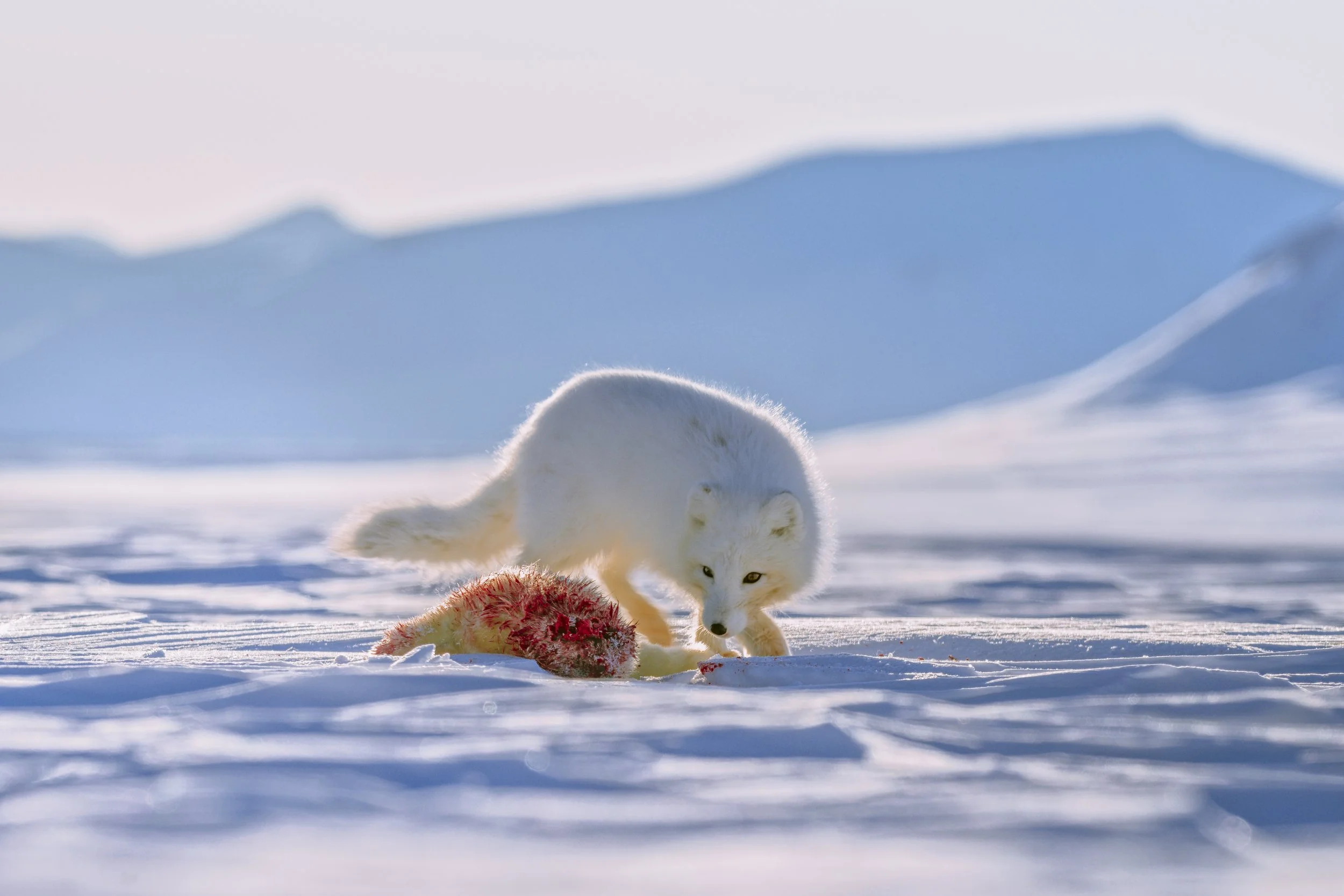 RENARD CAPTURE _1.4.166_1.4.2.jpg