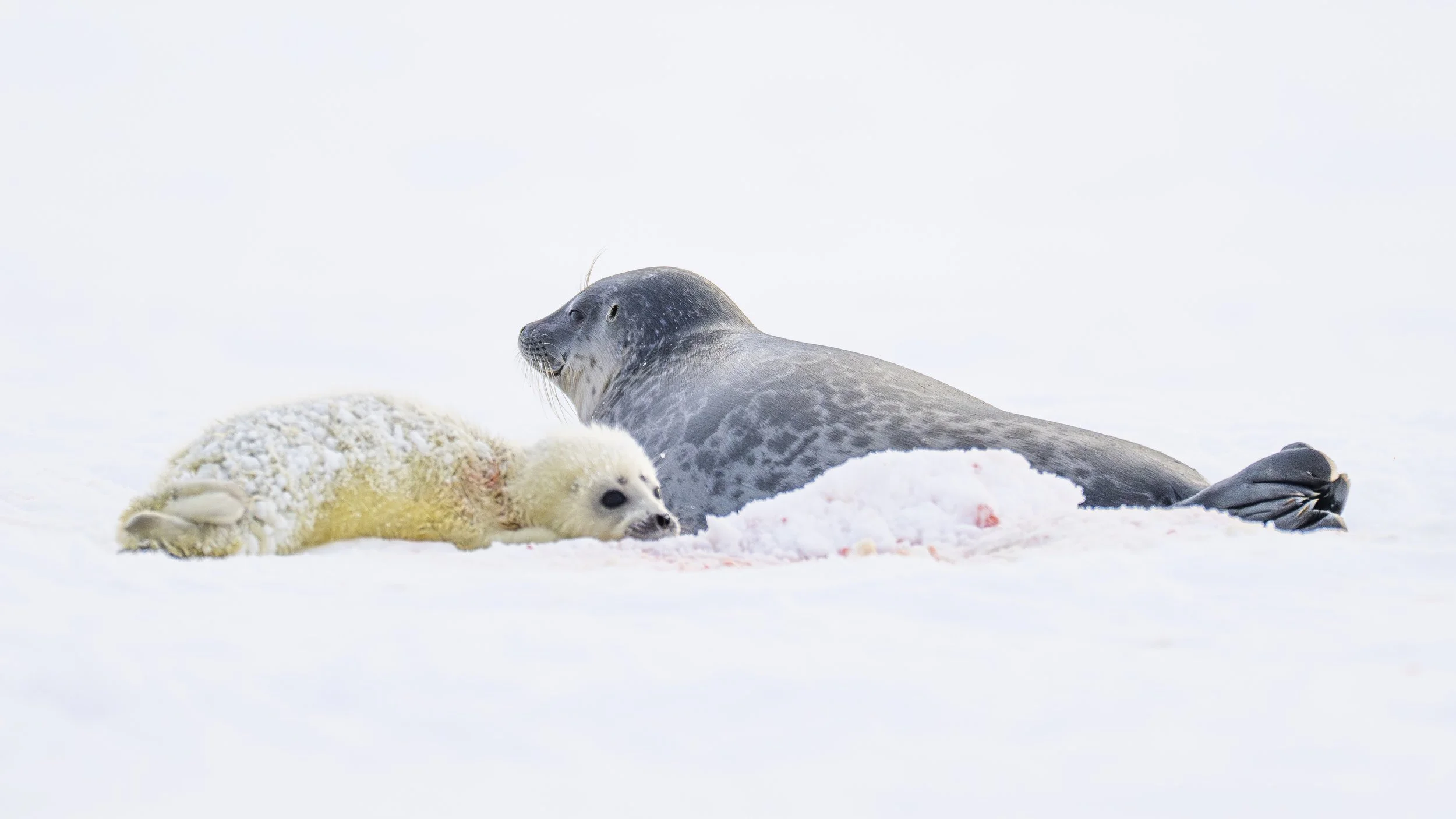 GANADU WILDLIFE-30.jpg