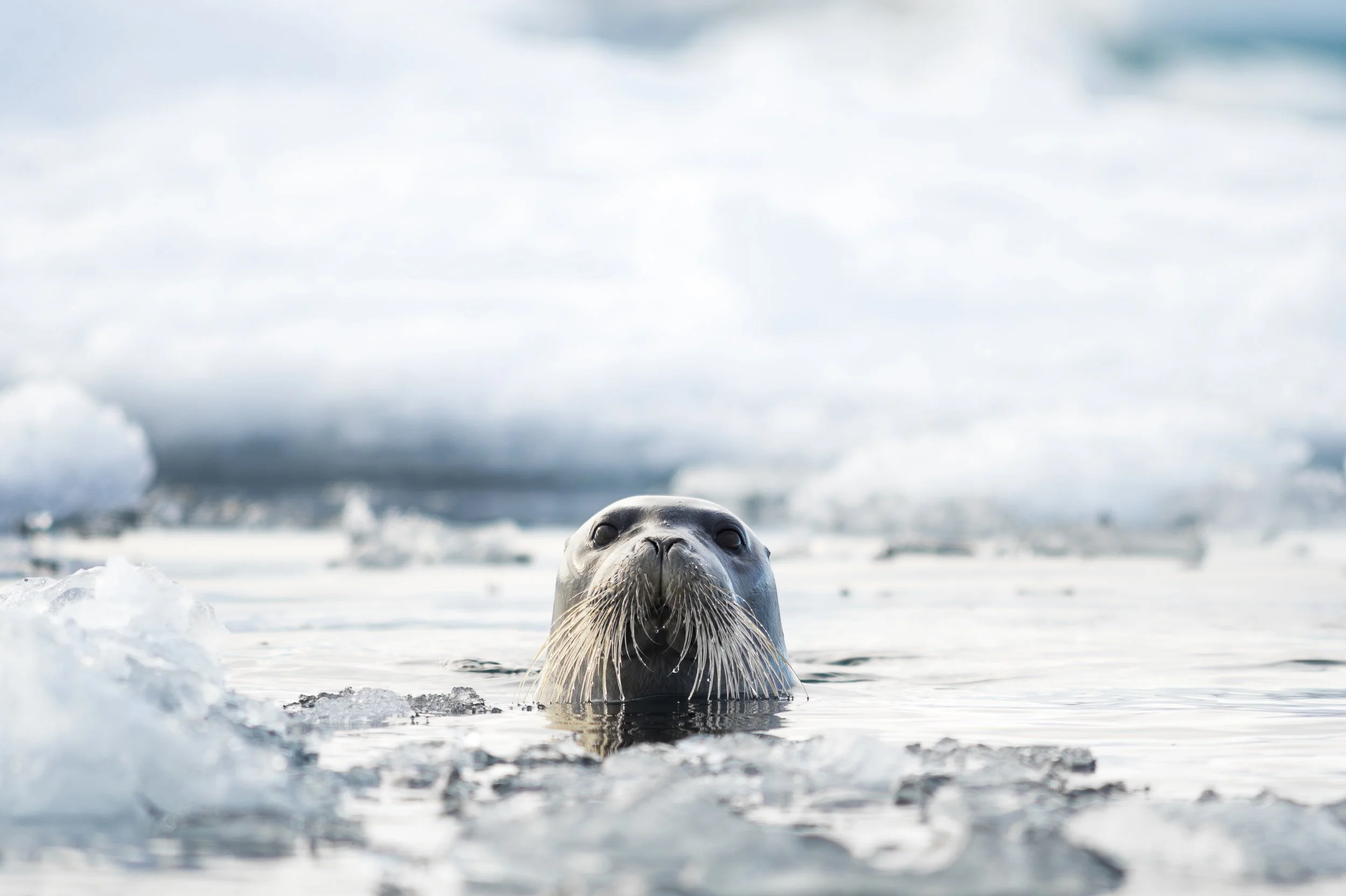 MATHEO GANADU_ AAP  (27).JPG