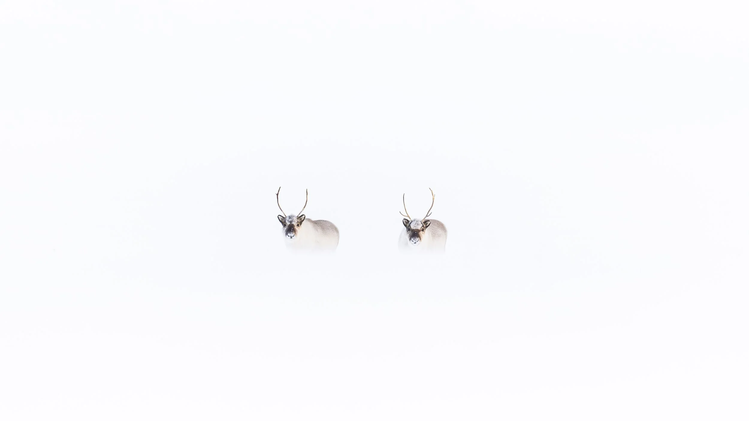 GANADU WILDLIFE-11.jpg