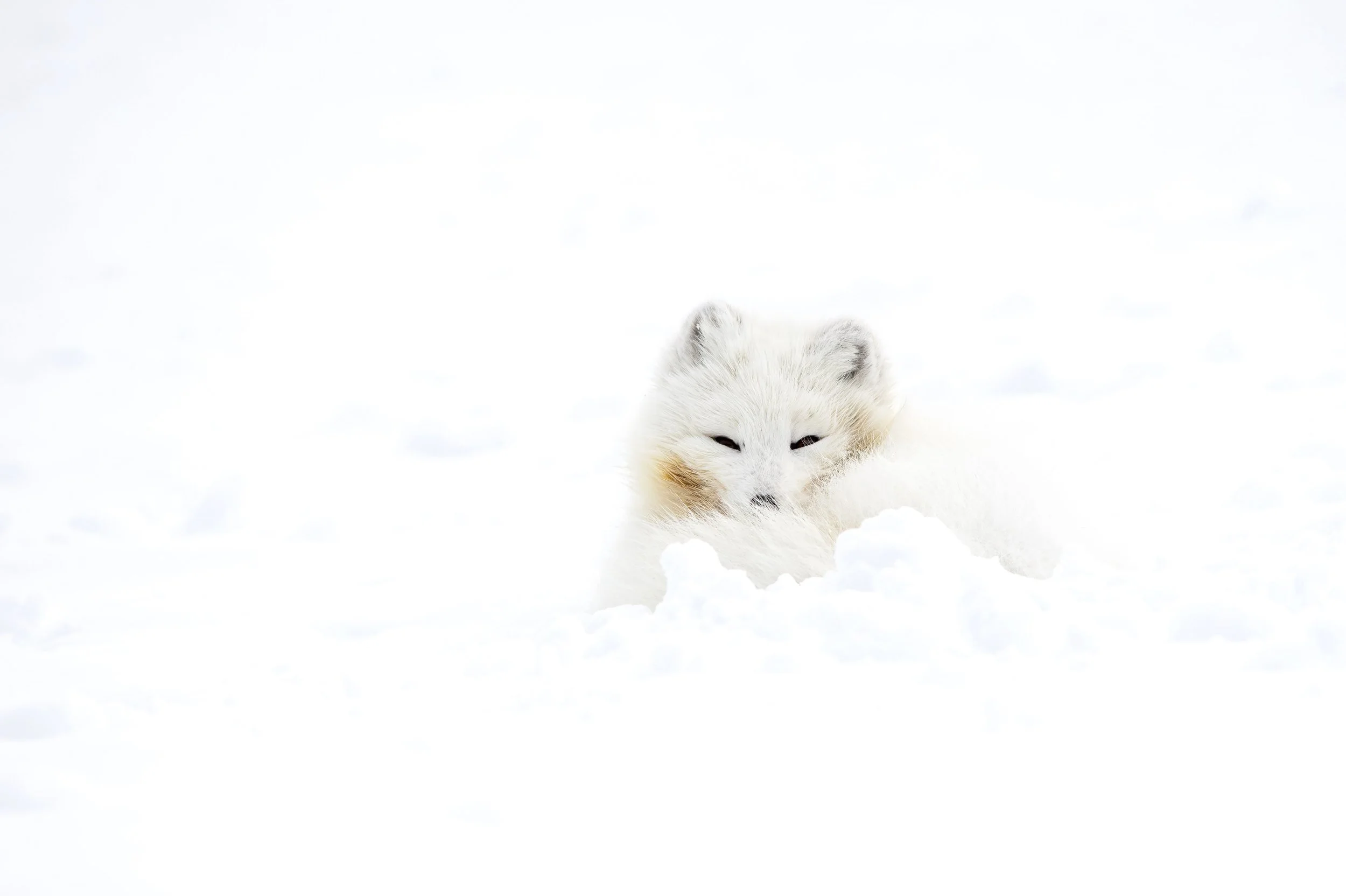 MATHEO GANADU_ AAP  (18).JPG