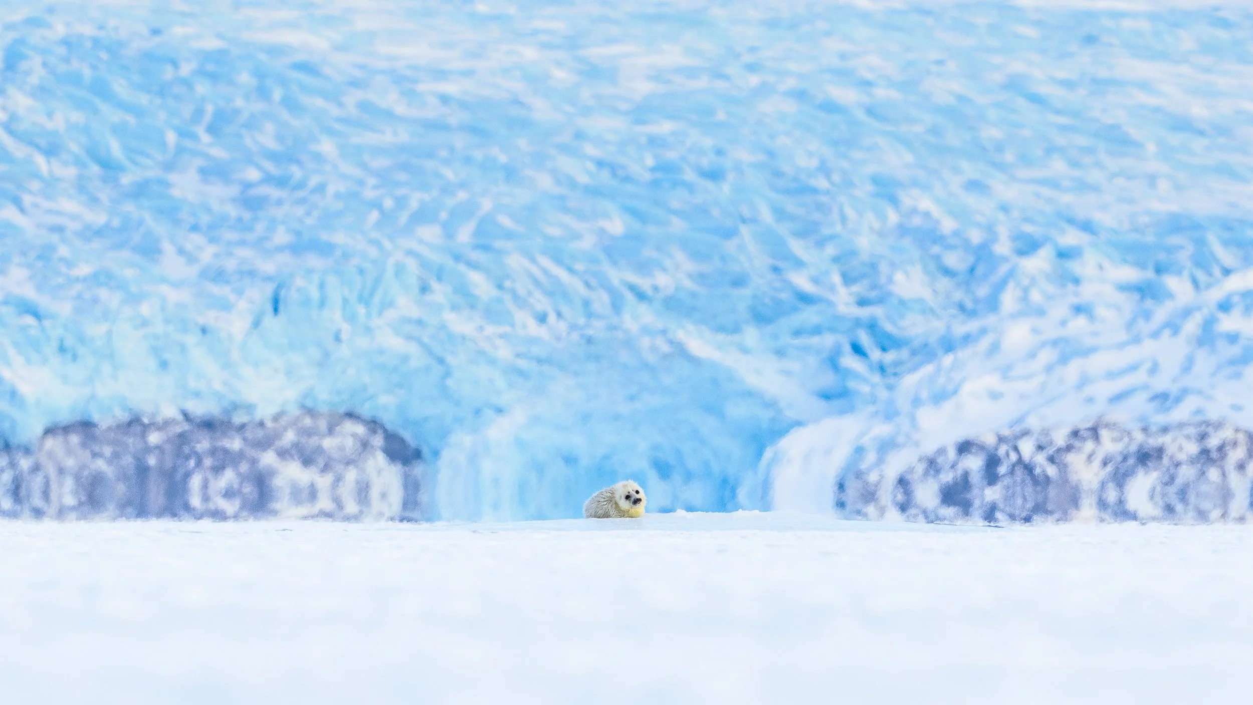 BB SEAL 1.jpg