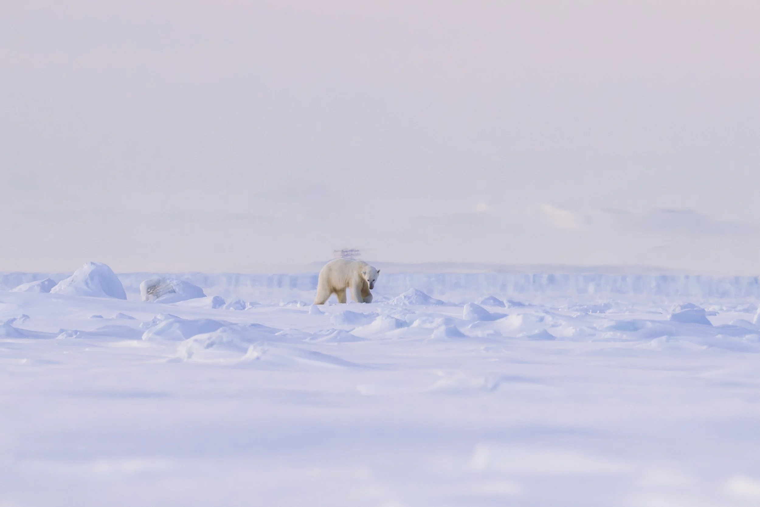 GANADU WILDLIFE-35.jpg