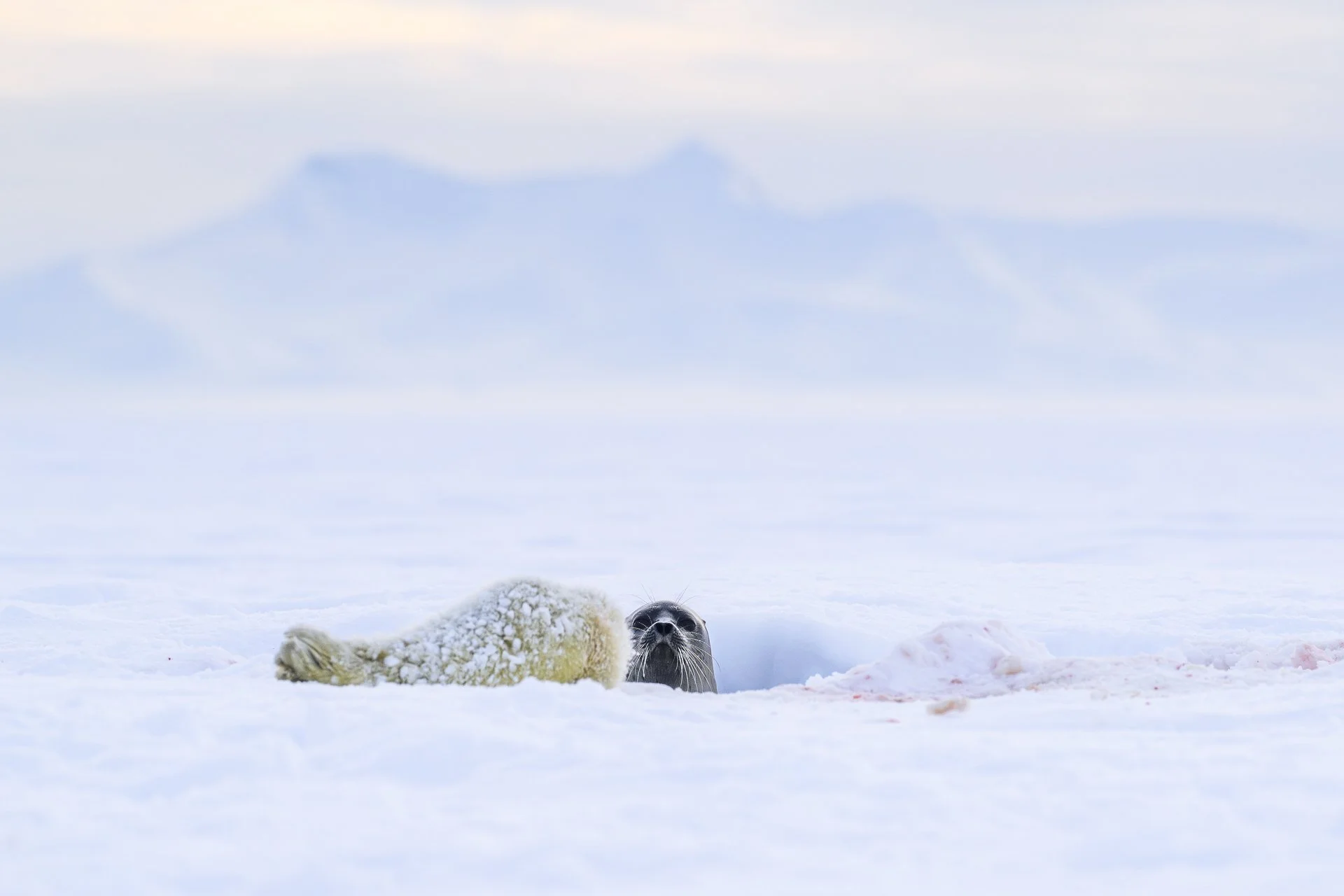 Regard Sauvage_GANADU_Matheo_Entre glace et mer.jpg