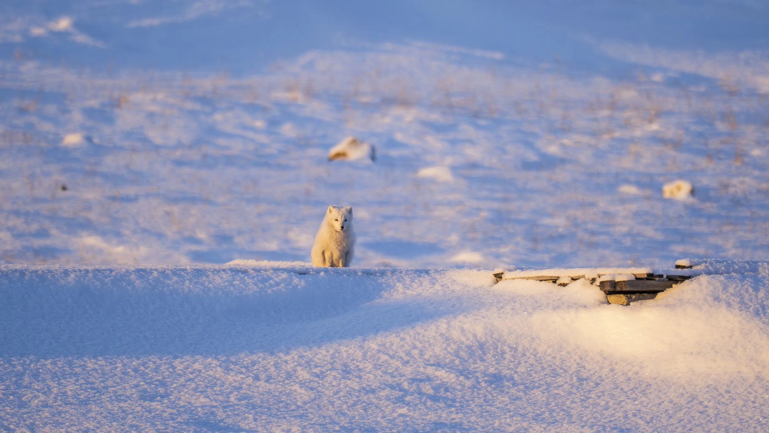 GANADU WILDLIFE-40.jpg