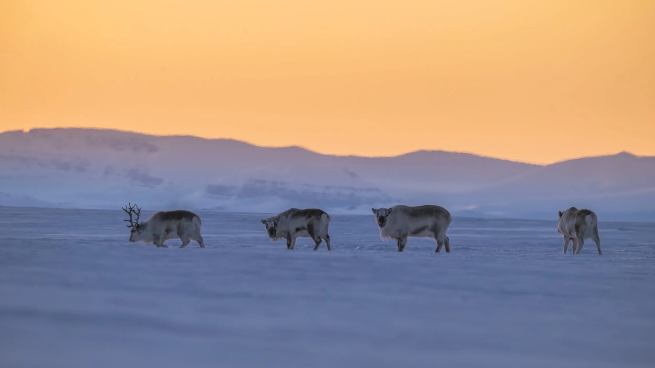 GANADU WILDLIFE-20.jpg