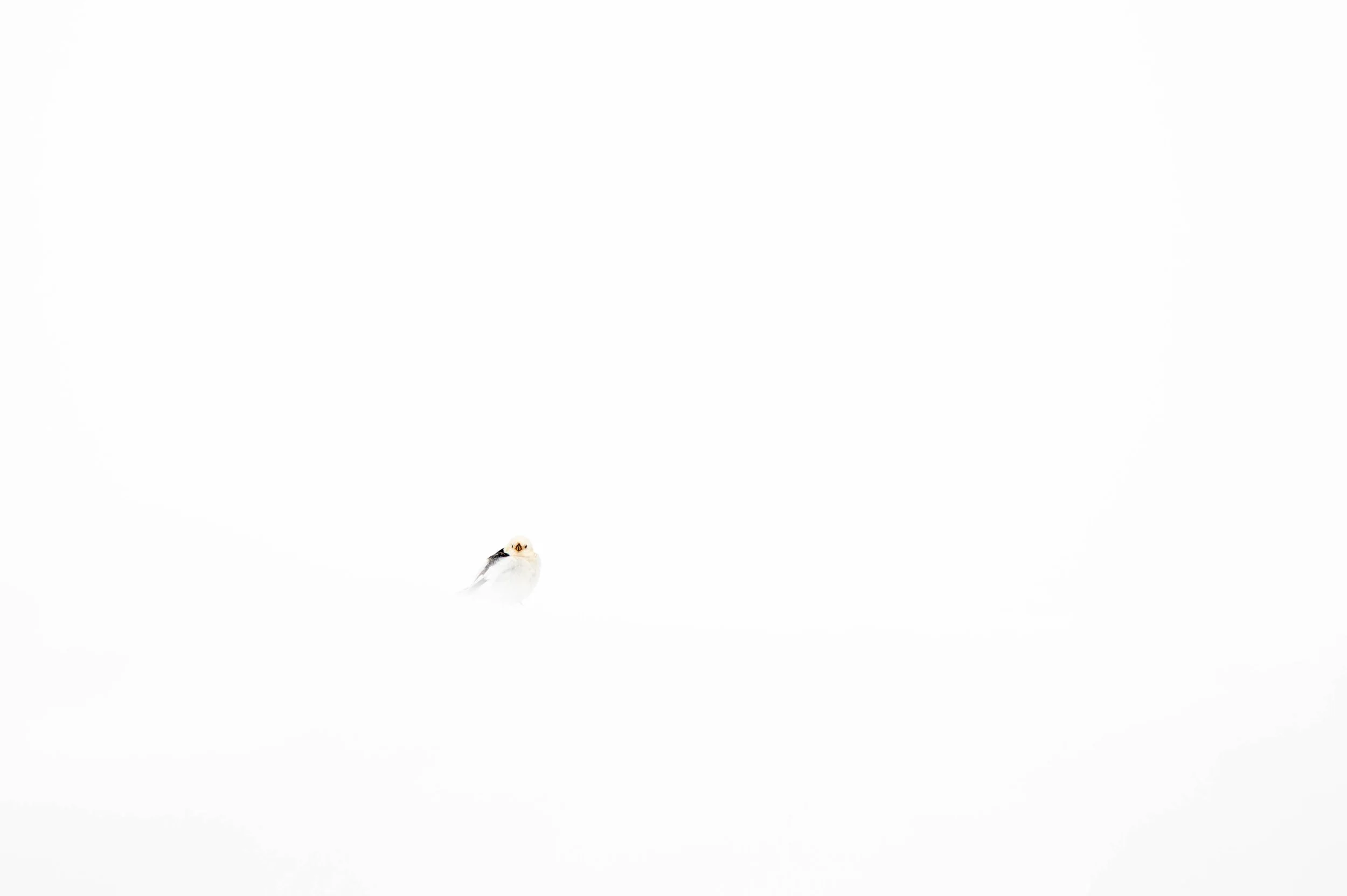 MATHEO GANADU_ AAP  (3).jpg