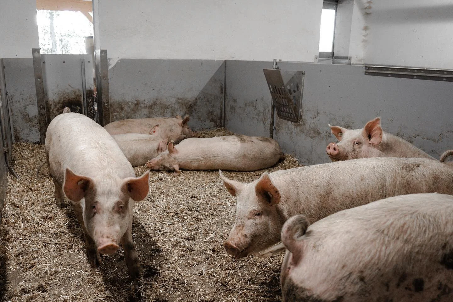 Stroh zum Wohlf&uuml;hlen.

Stroh ist wichtig, denn es dient als Einstreu und h&auml;lt den Liegebereich der Schweine warm und weich. Ausserdem ist es ein super Besch&auml;ftigungsmaterial. Die Rohfaseraufnahme hat einen positiven Effekt f&uuml;r die