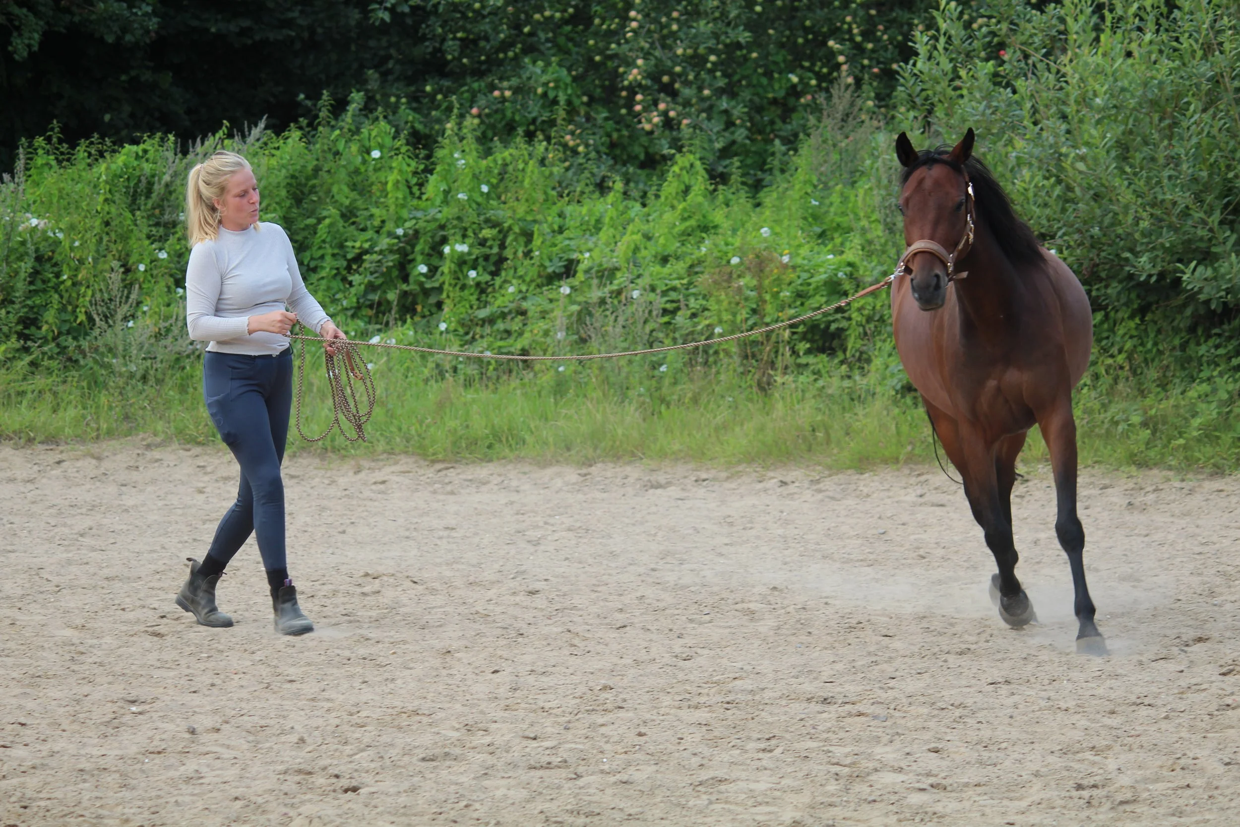 Longieren lernen: Die 5 häufigsten Probleme – und wie du sie sicher meisterst