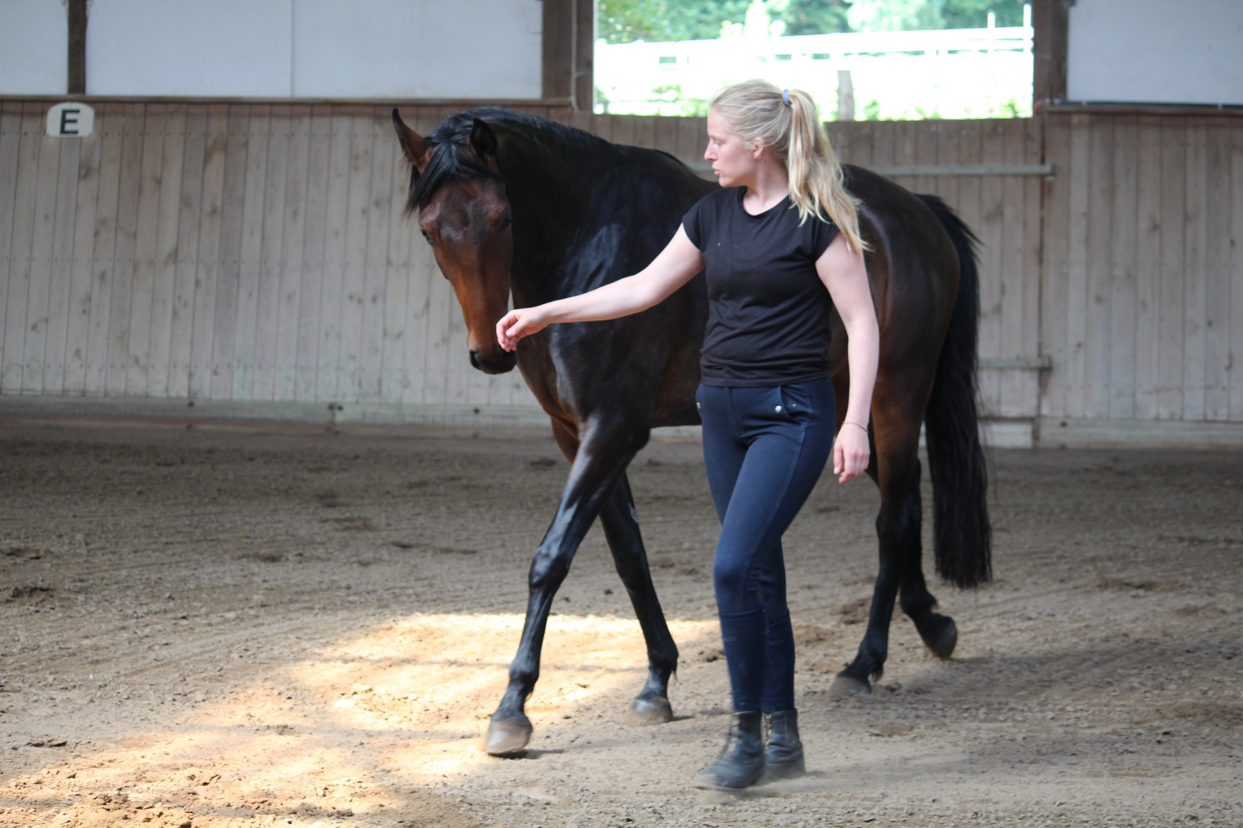 Horsemanship – was bedeutet das wirklich im Pferdetraining?