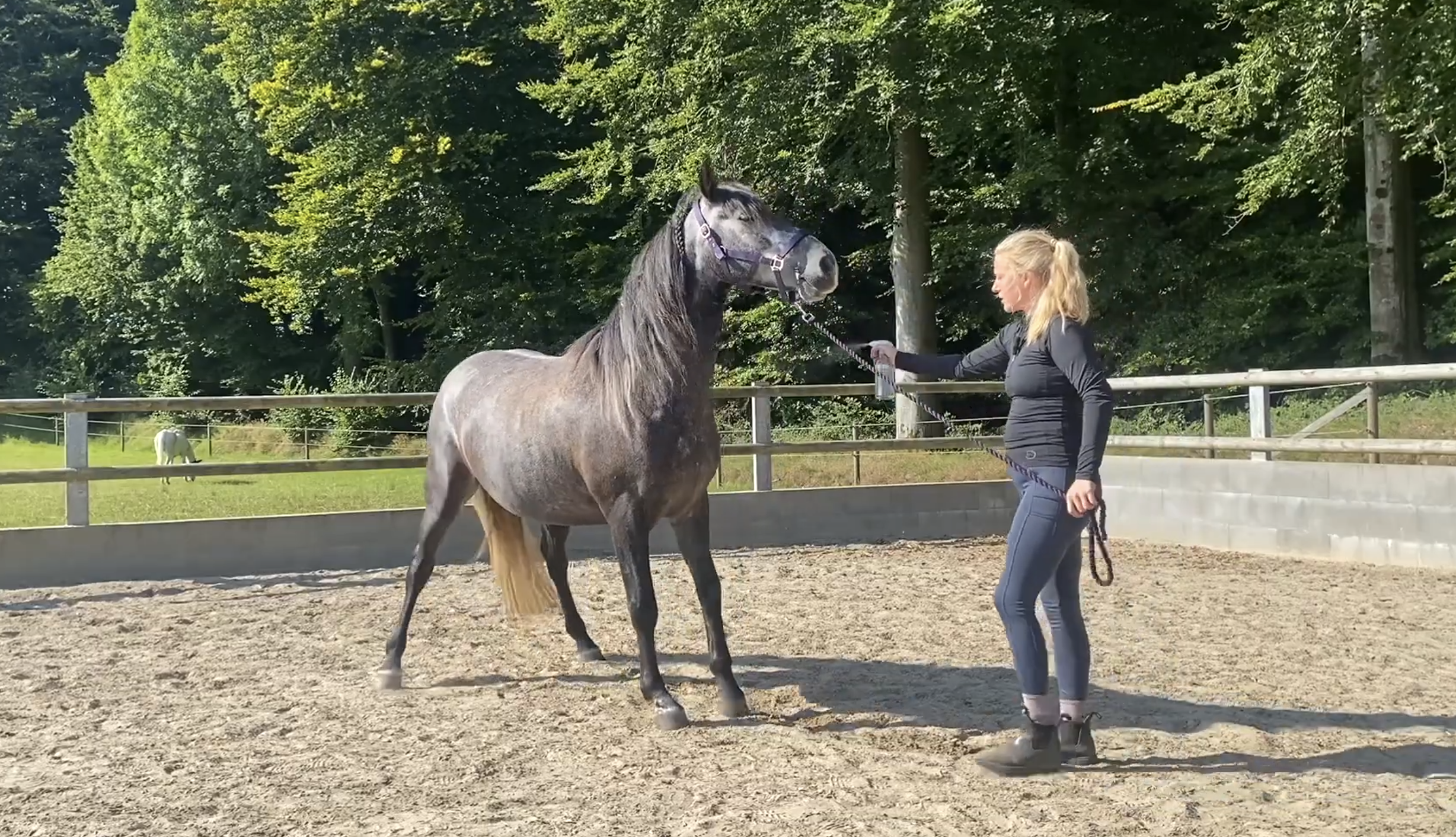Pferd an Fliegenspray gewöhnen: So bleibt dein Pferd entspannt beim Einsprühen