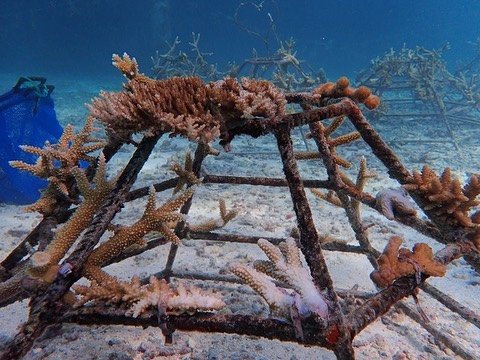 On my last visit to Maldives I helped make a coral cage.  This is where you gather dying coral from sea bed that still has pieces on that are alive.  We then attach these live pieces to the cage. They then grow so help recover the reef 😃🐠🐡 is this