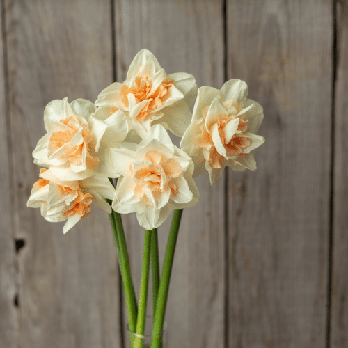 Daffodil Replete, Value Pack