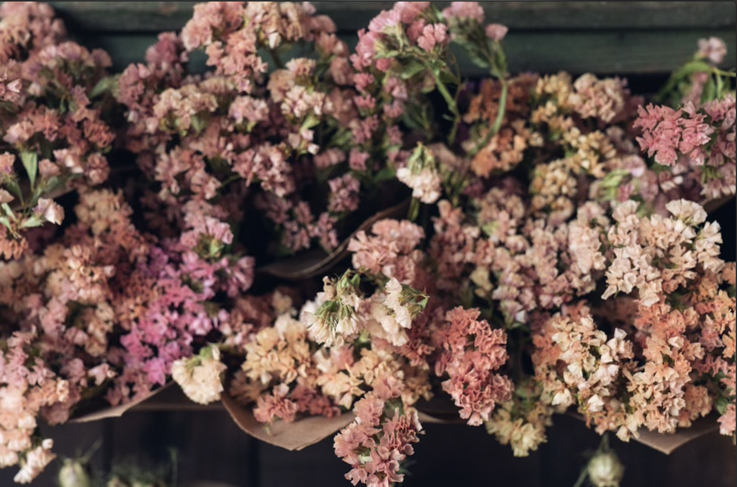 Dried Flower Bunch — Ampersand