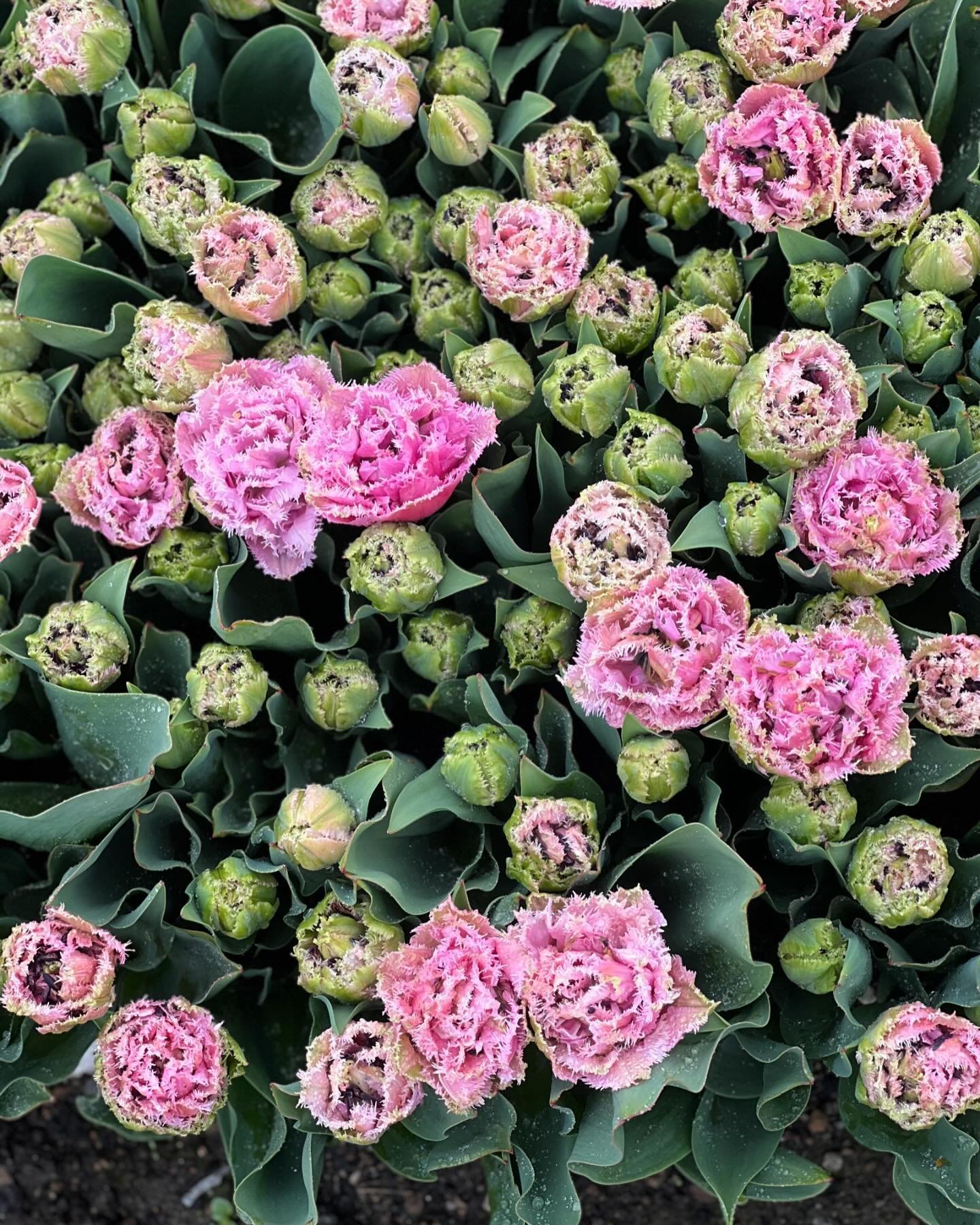 I am loving our fringed tulips this year! I will be adding a great selection of these to The Flower Shed this weekend. And to our online store as well! 
#pnwtulips #tulipseason #tulips #tulipfarm #weddingflowers #flowerfarm #mamafarmer #prettyflowerf