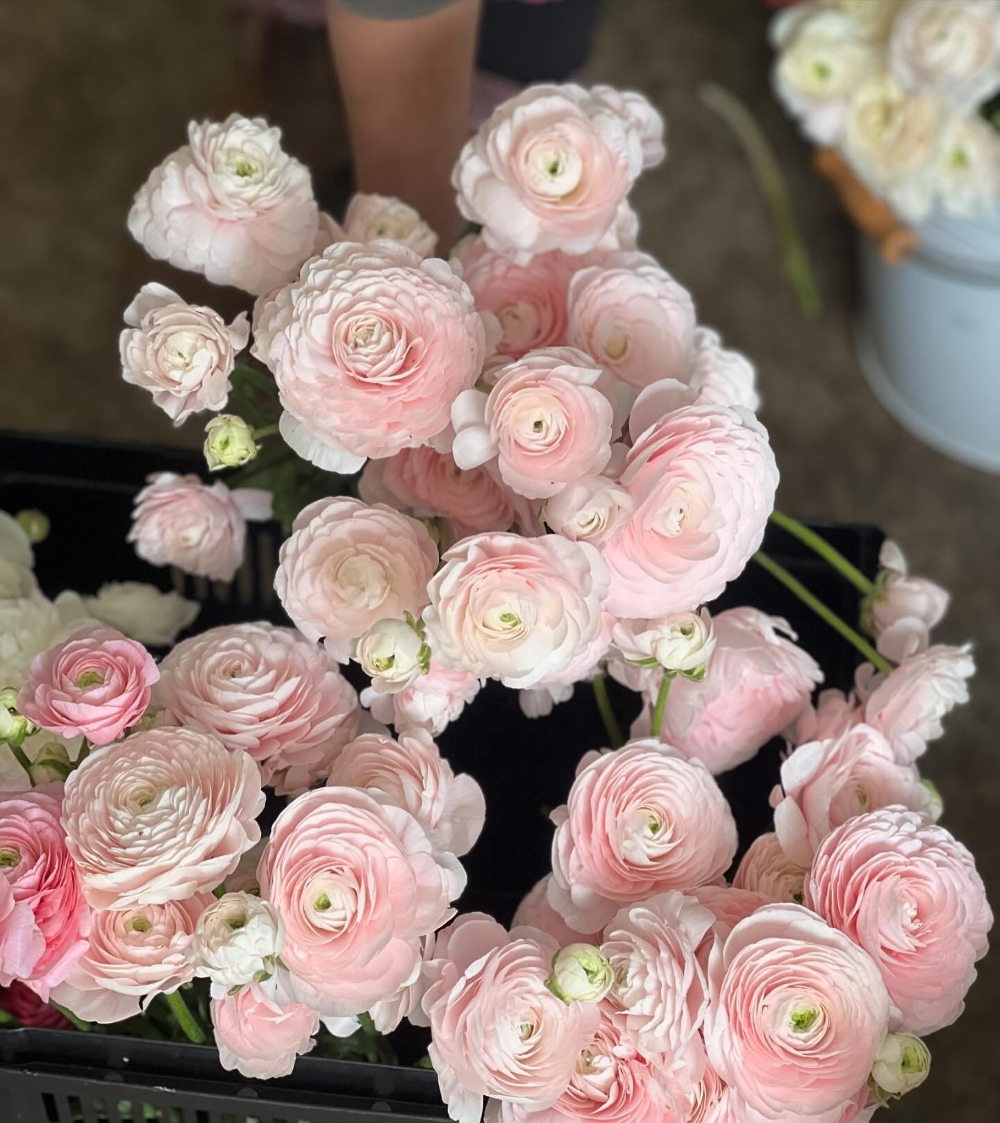 Our Italian Ranunculus are finally starting to bloom! Aren&rsquo;t these just gorgeous? 
#salmonranunculus #picoteeranunculus #springbulbs #springflowers #mothersdayflowers #mothersdaygift #picoteepink #growflowers #weddingflorals #onlinesale #shopsm