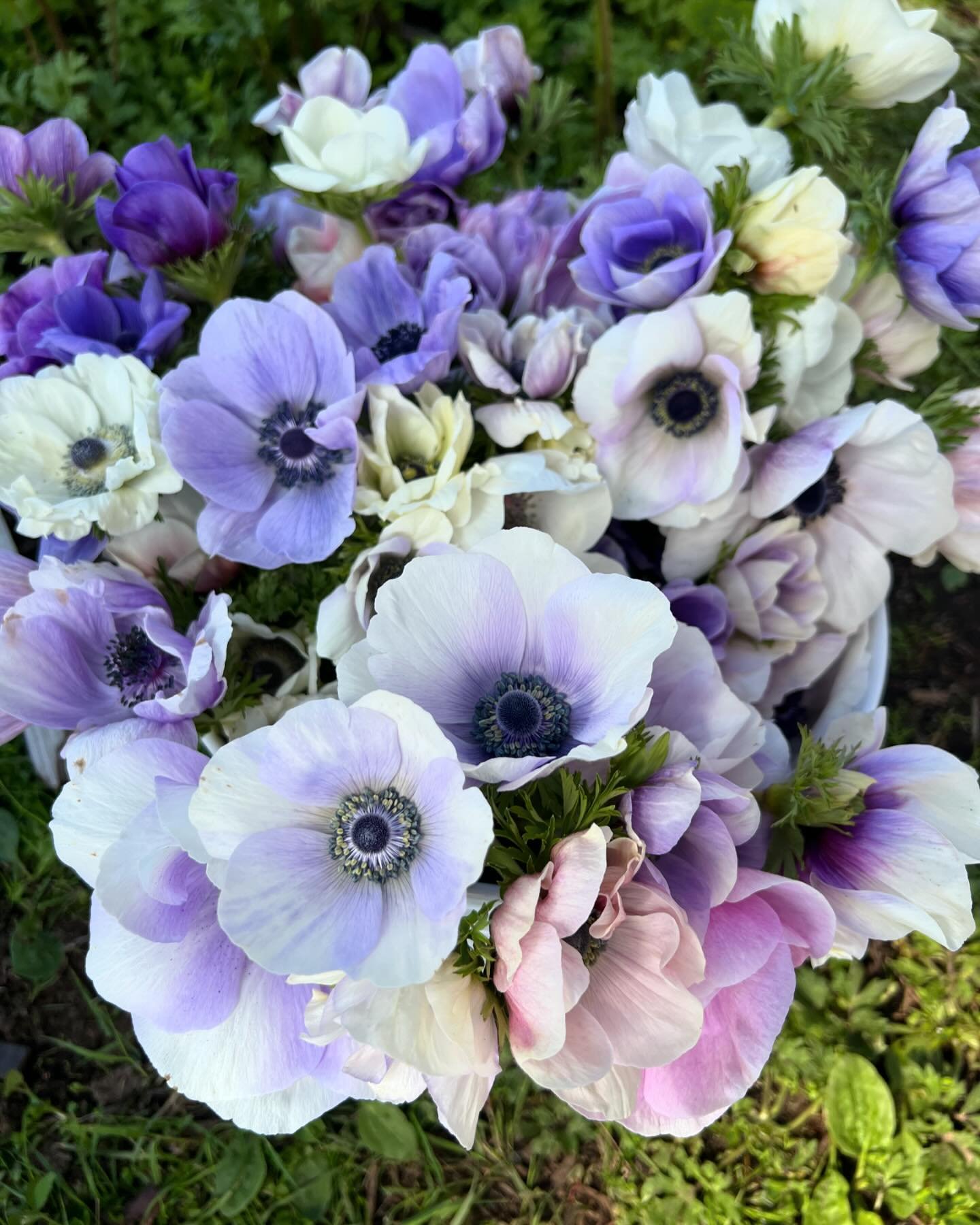 My favorite anemones are Pastel Mix! The colors just take my breath away, one is prettier than the other! 
#springflowers #growflowers 
#diywedding #diyevent #diyflowers #diy #blush #blushpink #coral #freshflowers #springflowers #ranunculus #anemonef