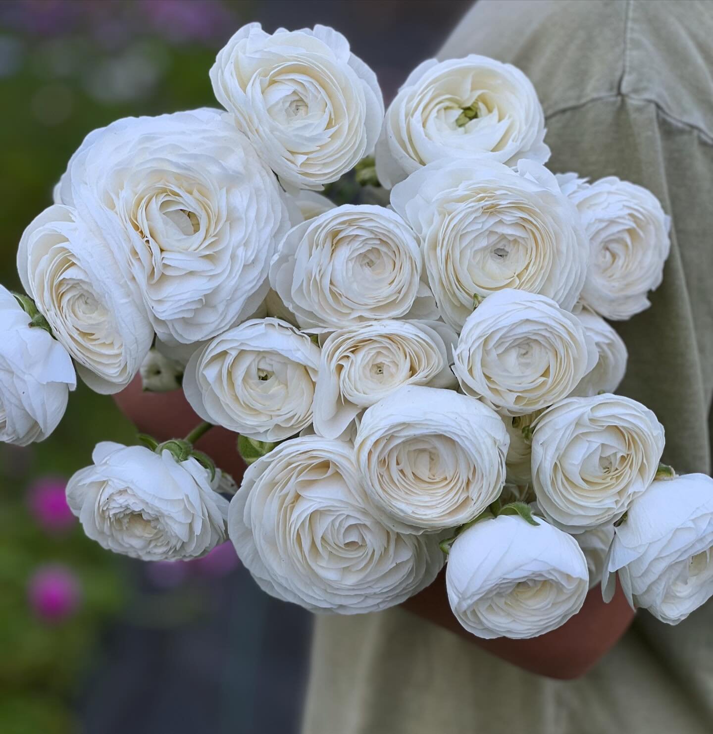 Happy Monday! I have to say, our white ranunculus are so pretty this season! So many delicate ruffles! Love them! 

#whiteranunculus 
#salmonranunculus #picoteeranunculus #springbulbs #springflowers #mothersdayflowers #mothersdaygift #picoteepink #gr