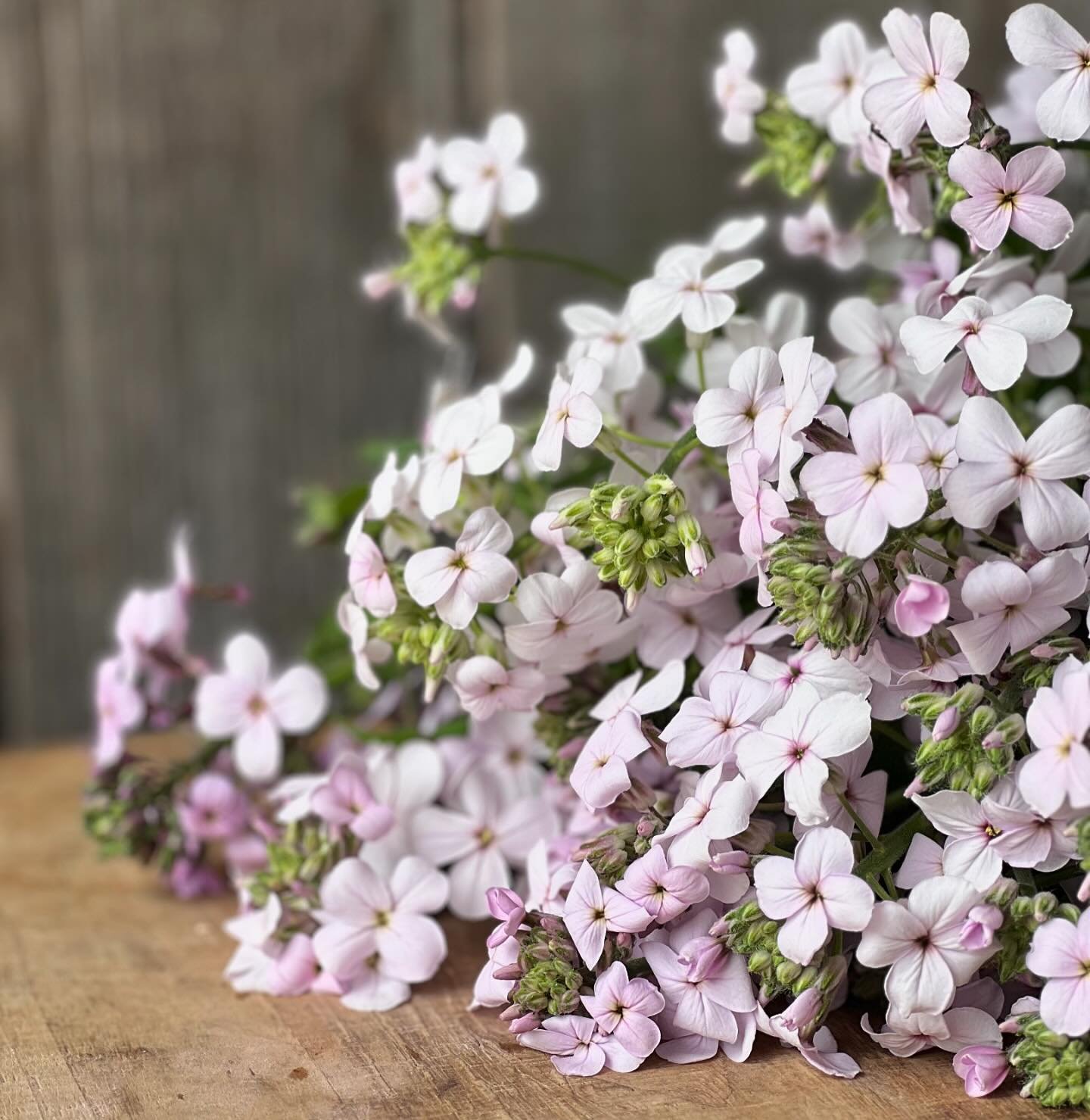 I wait for them every spring! My favorite filler flower, so delicate and beautiful - Sweet Rocket. 

#spring #springflowers #lilac #pnwspring #mothersday #mothersdaygift #theflowershed #prettyflowerfarm