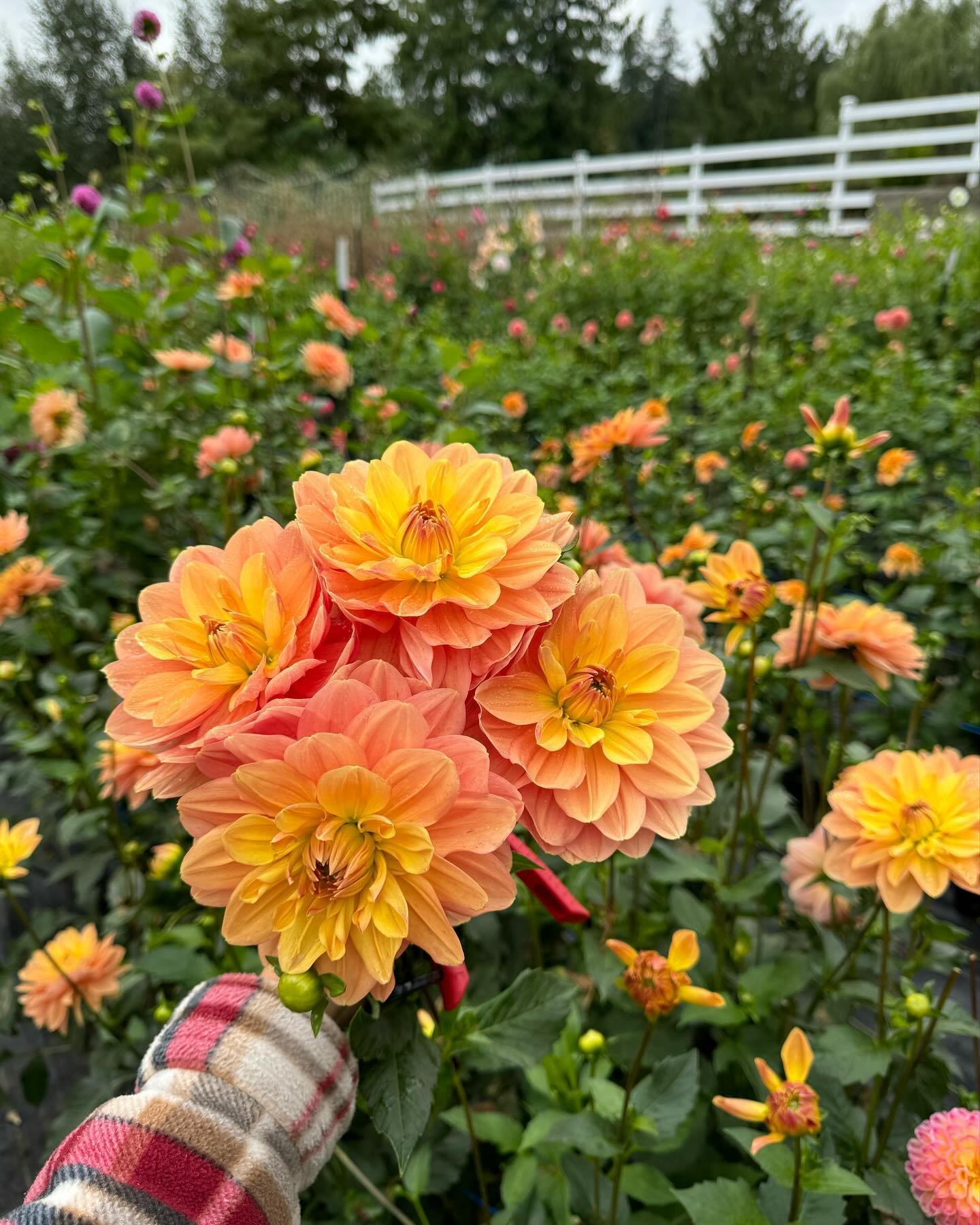 Already feeling like fall, but the flowers are still blooming beautifully!

#bouquets #flowers #farmflowers #freshflowers #theflowershed #prettyflowerfarm #momsofinstagram #farmers #infoabout flowers #flowerfarmer #flowerfarm #meetmeinarlington
#grow