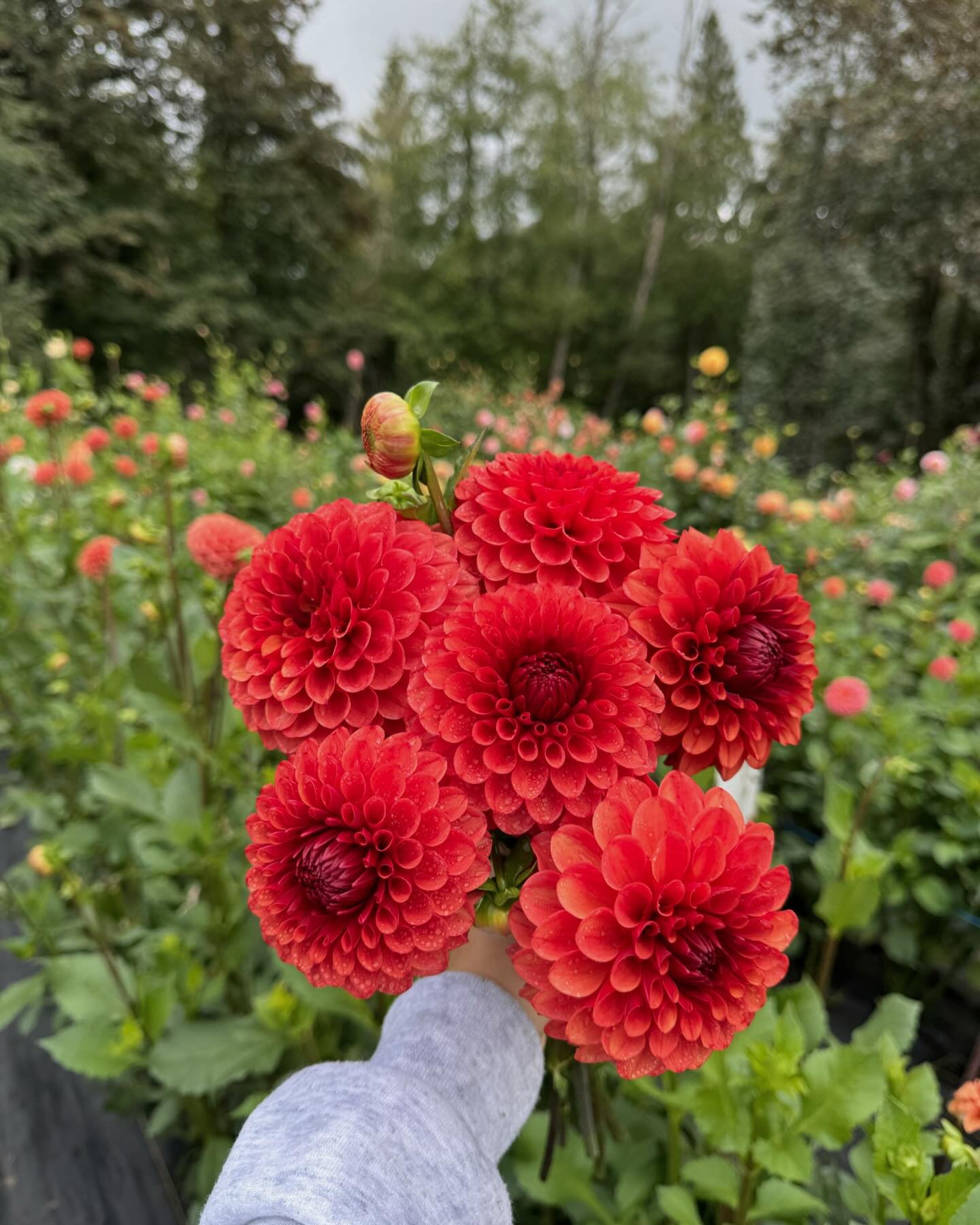 Gloomy days call for beautiful flowers🌸 the flower shed is still open until the end of the season, stop by! Get some fresh flowers! 20128 Tveit Rd Arlington Wa

#bouquets #flowers #farmflowers #freshflowers #theflowershed #prettyflowerfarm #momsofin