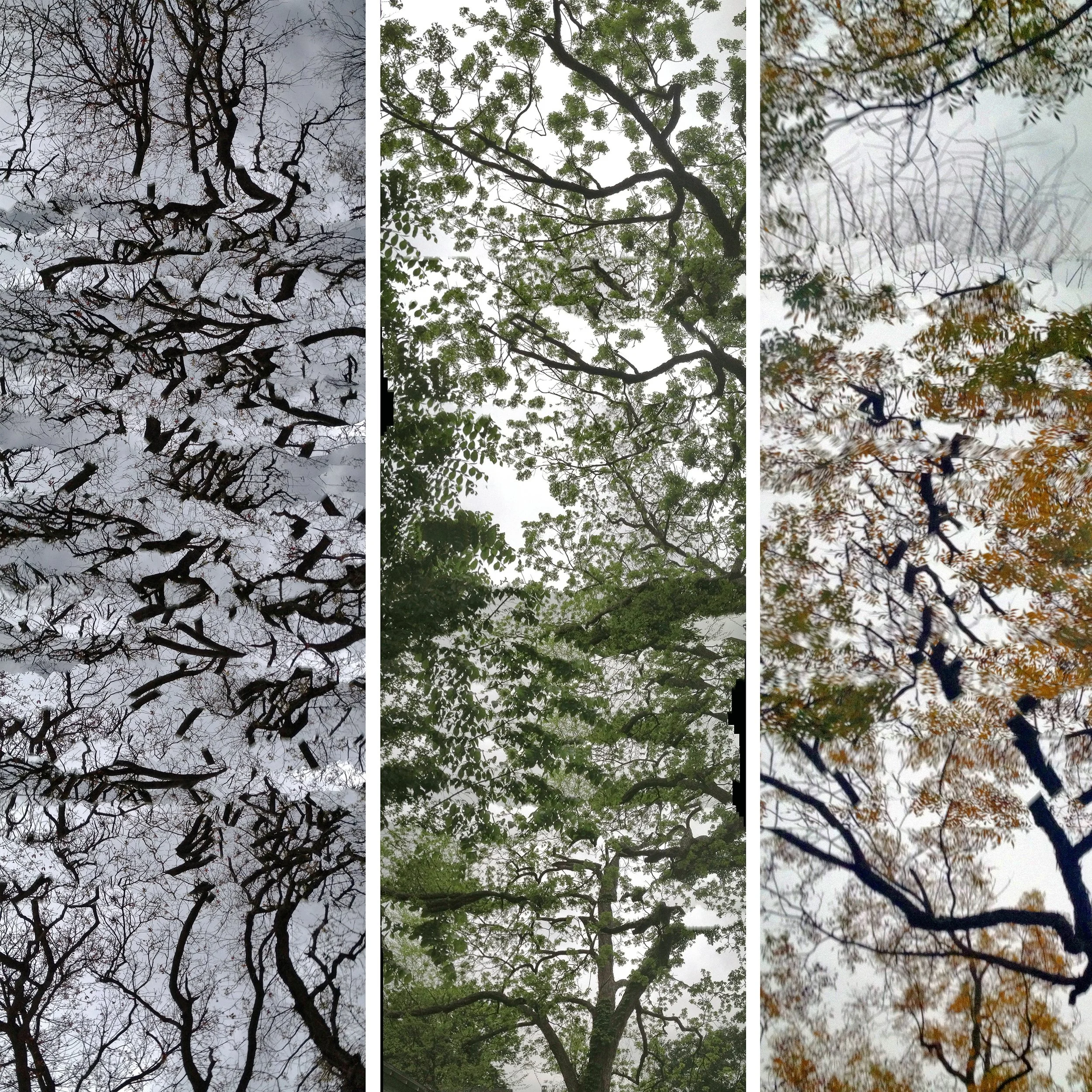 Three Seasons of Pecan 