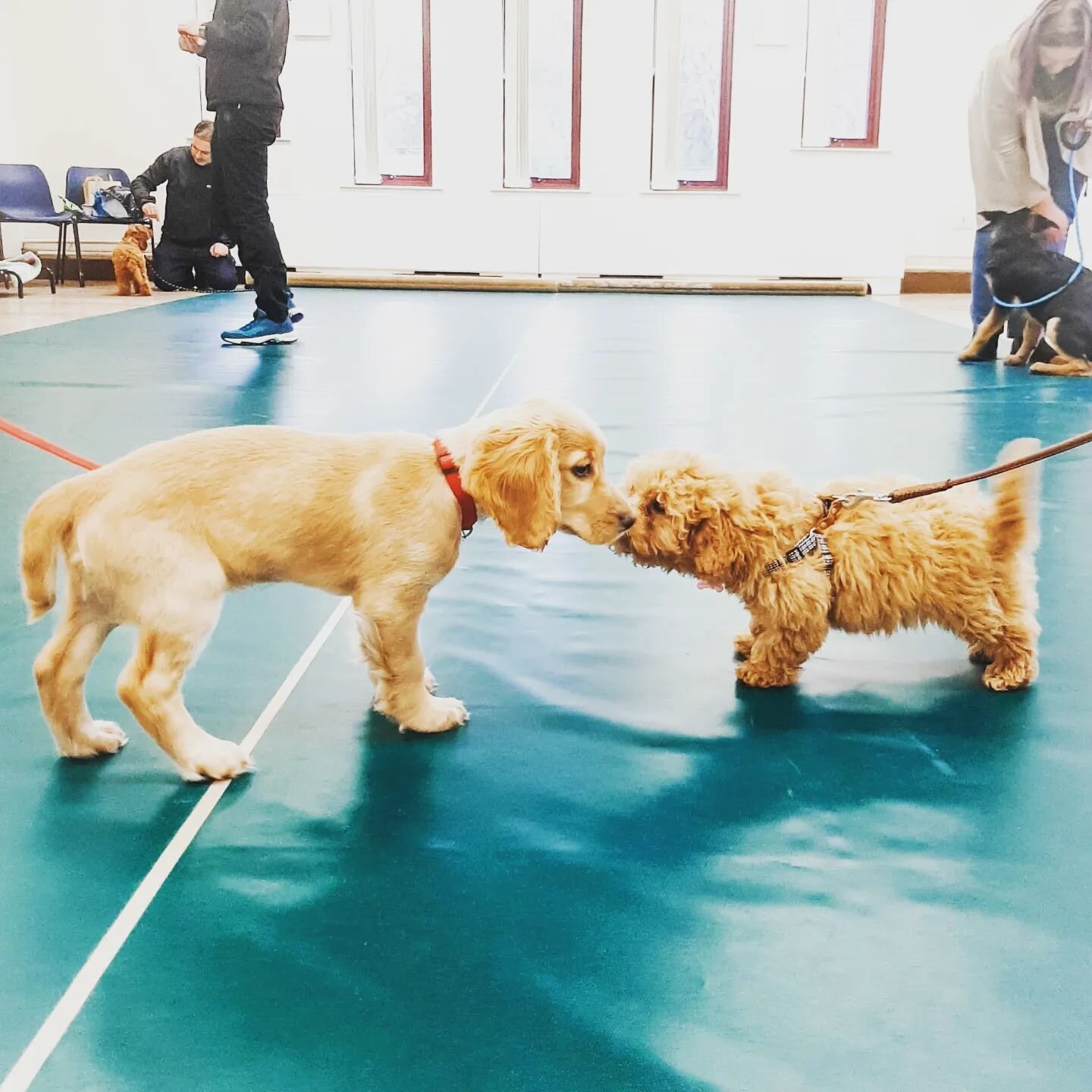 April's Puppy class started last night and we welcomed 6 new puppies to the paws family. We can't wait for 5 more weeks of fun, positive training and education.

At Paws Intuition we want our dogs to learn how to socialise together and how to adapt t