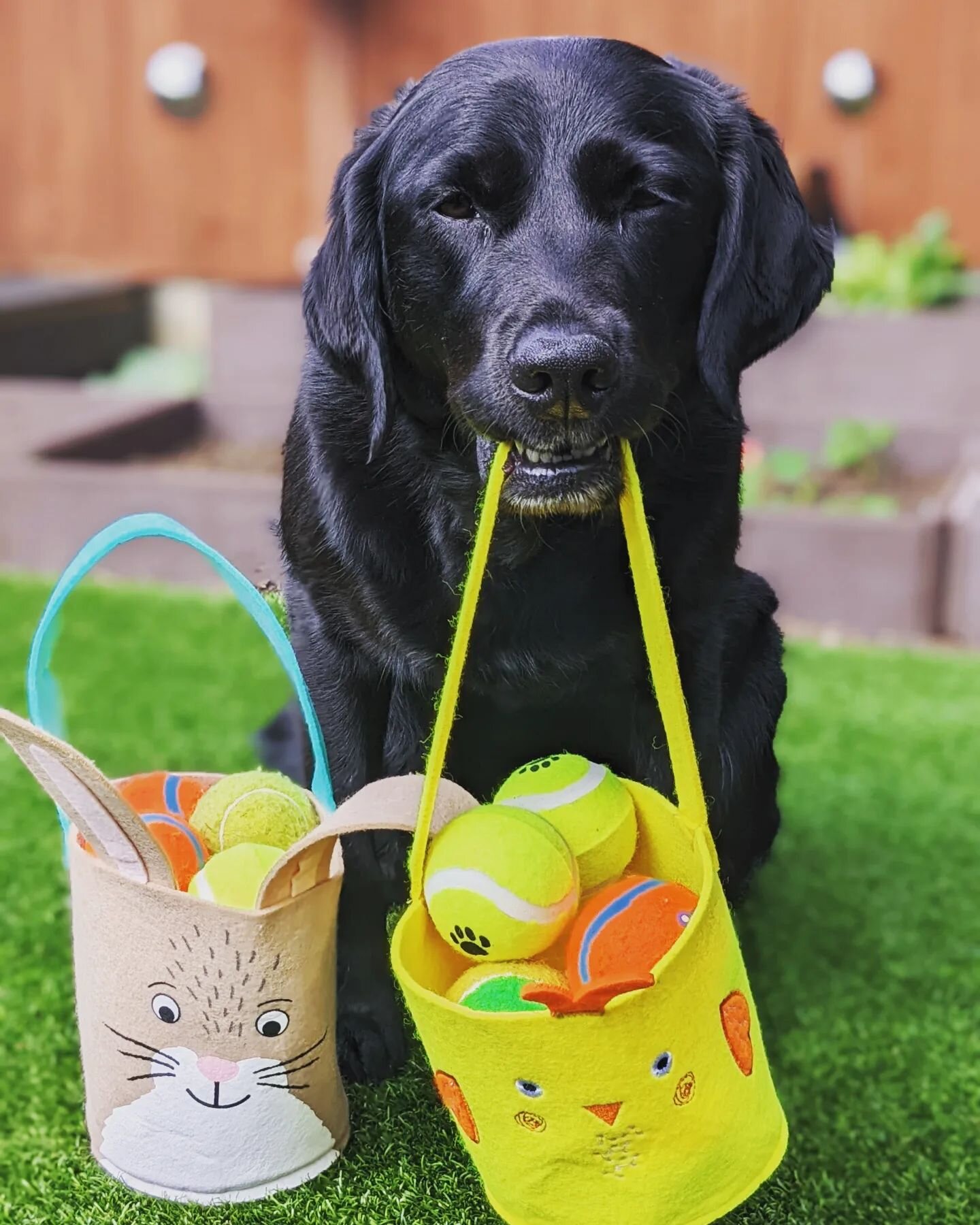 Happy Easter everyone. Don't forget to keep chocolate and daffodils away from your dogs.

#easter #solihulllife #solihullbusiness #solihulldog #solihullsmallbusiness #solihulldogs #solihulldogtraining #birminghampuppy #birminghamuk🇬🇧 #birminghamdog