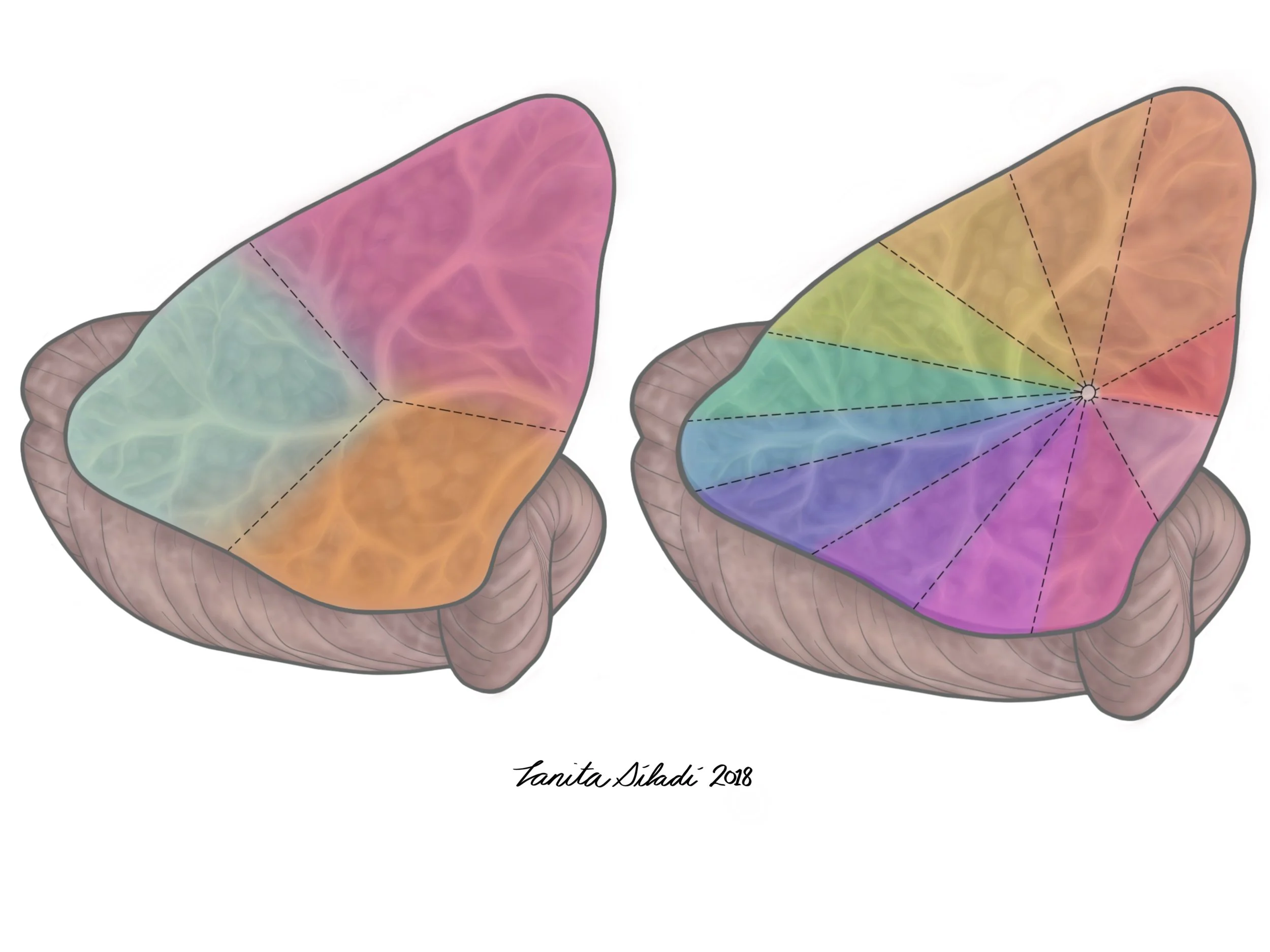 Dissertation illustration: Hurtubise, J. Behavioural effects of concussion history and their underlying neural mechanisms in elite and non-elite athletes. (July 2018)