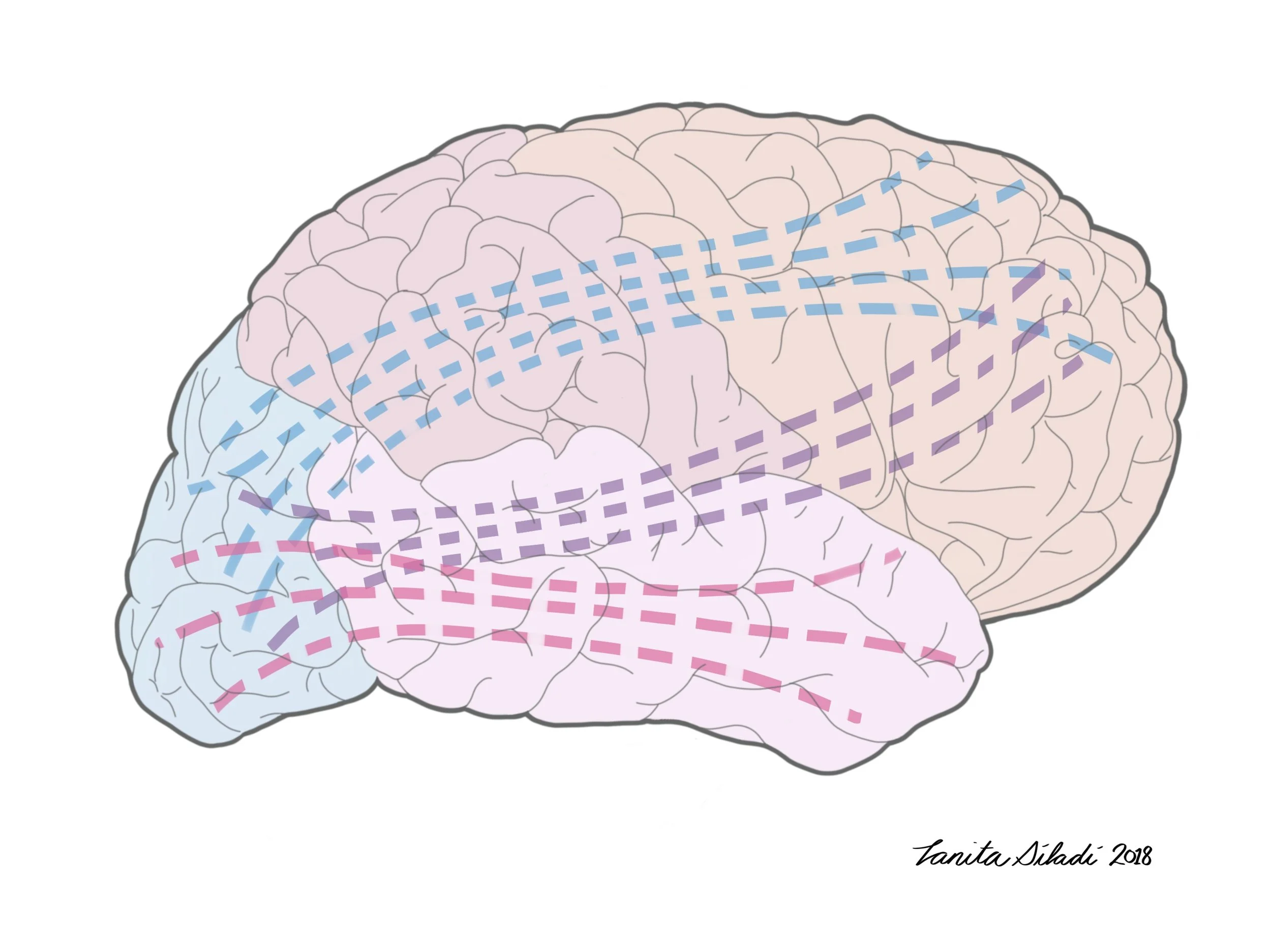 Dissertation illustration: Hurtubise, J. Behavioural effects of concussion history and their underlying neural mechanisms in elite and non-elite athletes. (July 2018)