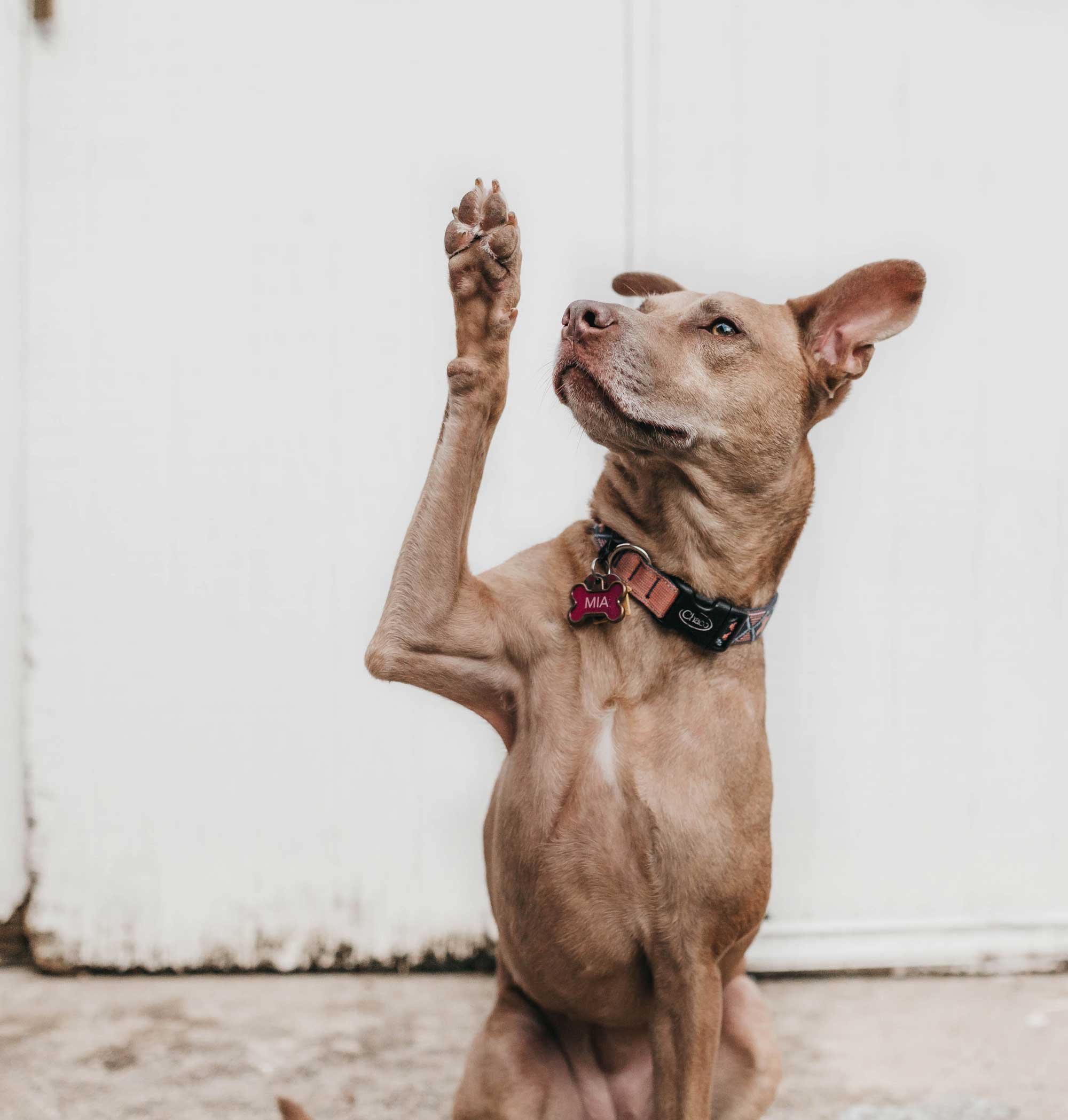 camylla-battani-AoqgGAqrLpU-unsplash2.jpg