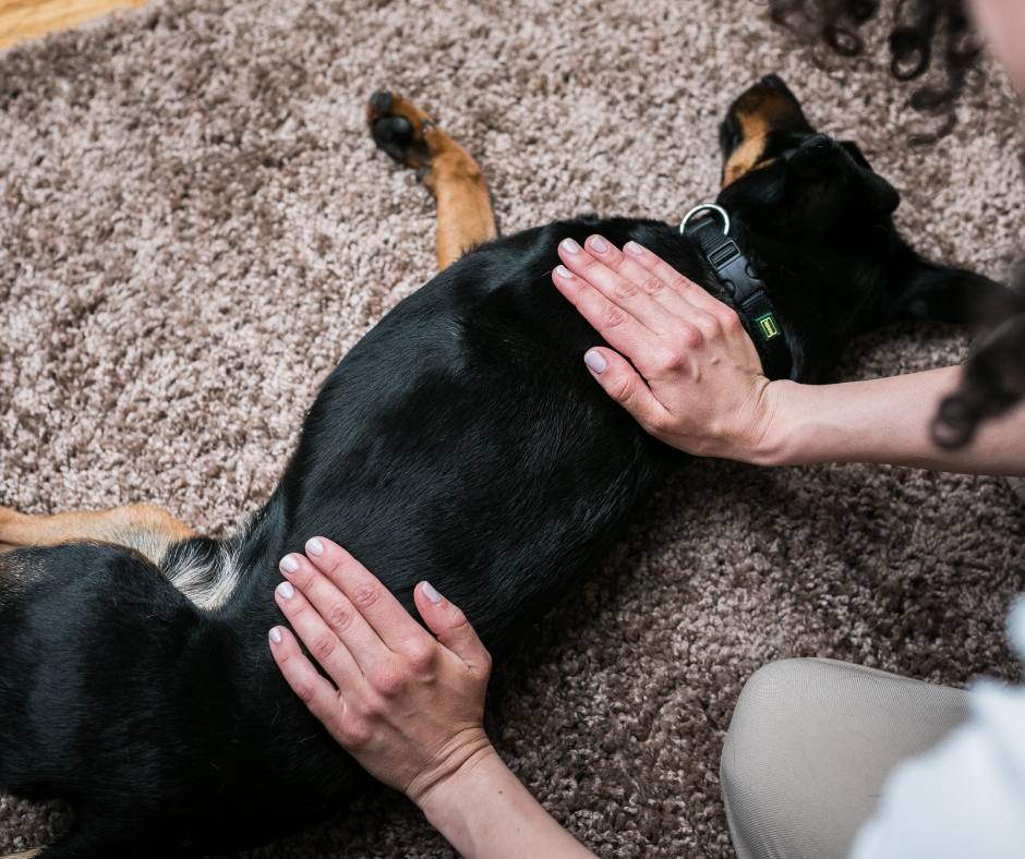 Mensch beruhigt sensiblen Hund durch ruhige Berührung im Haus