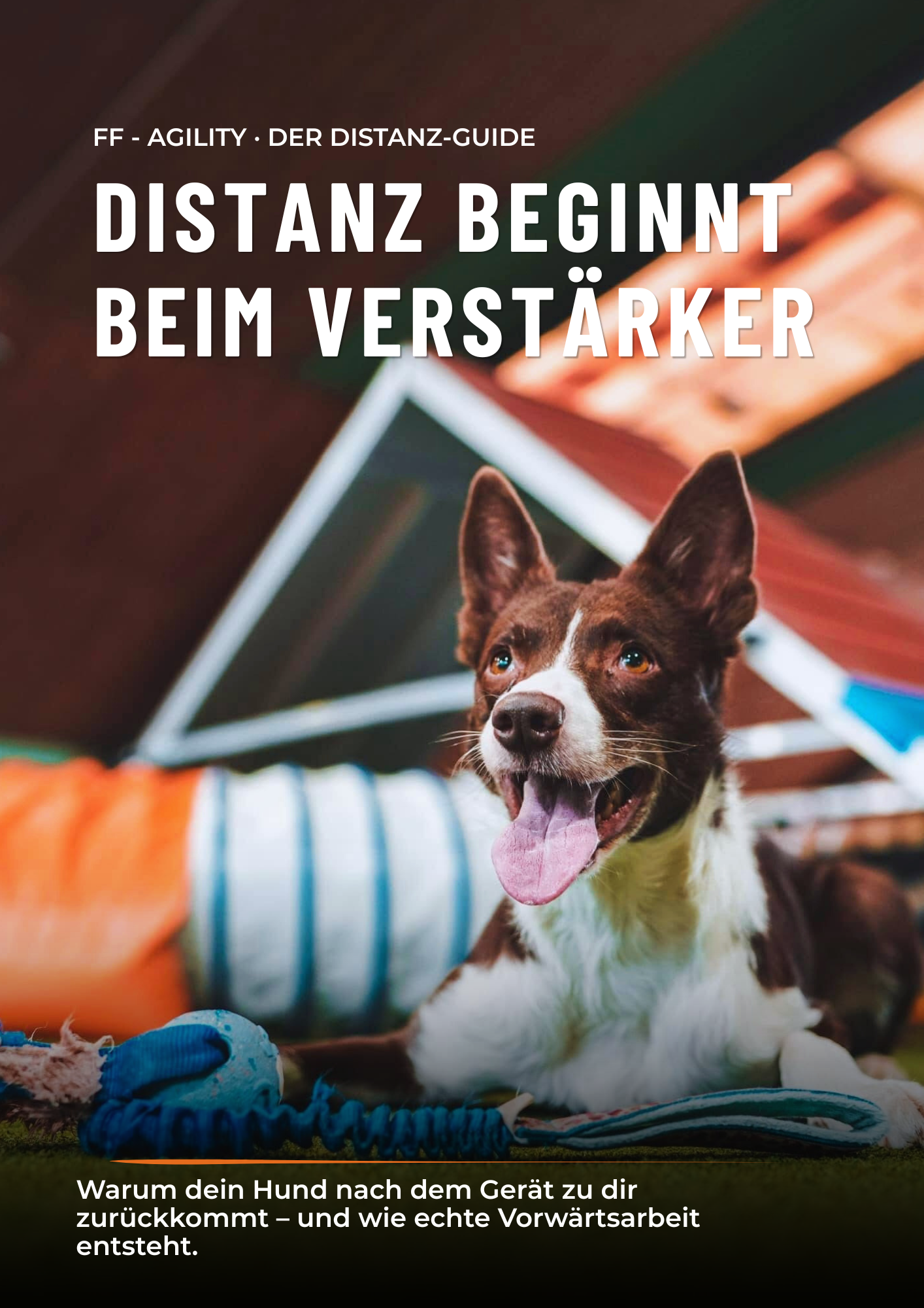 Ein Hund liegt auf dem Boden, bellt fröhlich, vor einem Hundespielzeug und einem Zelt, das im Park aufgeklappt ist, bei Tageslicht.