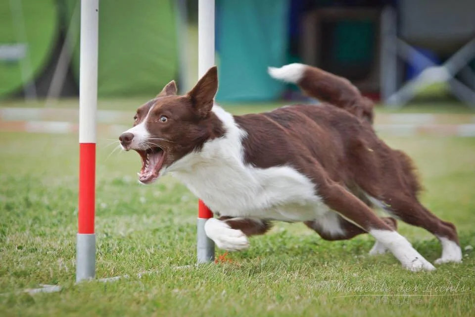 Ein brauner und weißer Hund läuft schnell um ein Hindernis bei einem Agility-Wettbewerb.