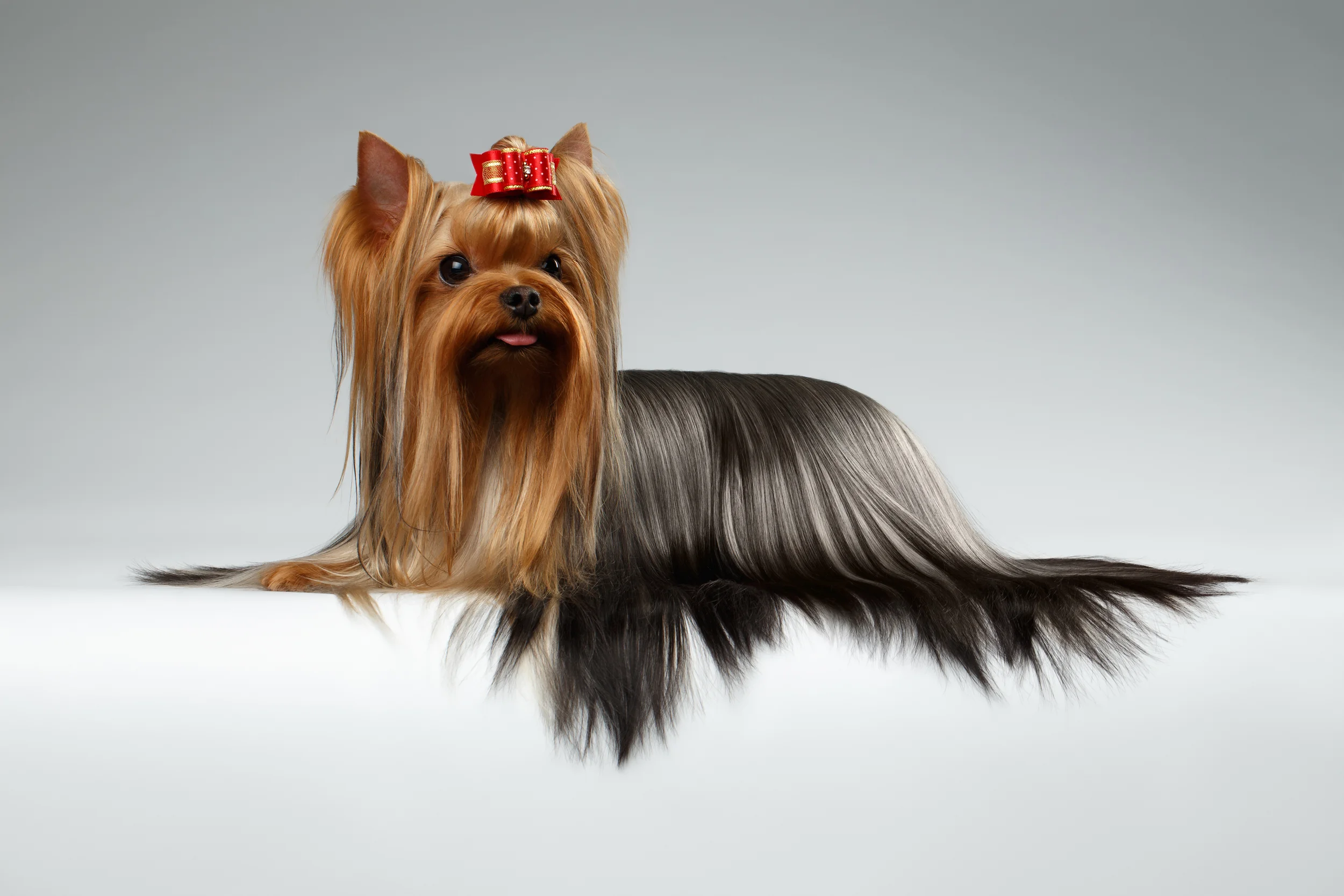 iStock_77867375_XXLARGE.jpg