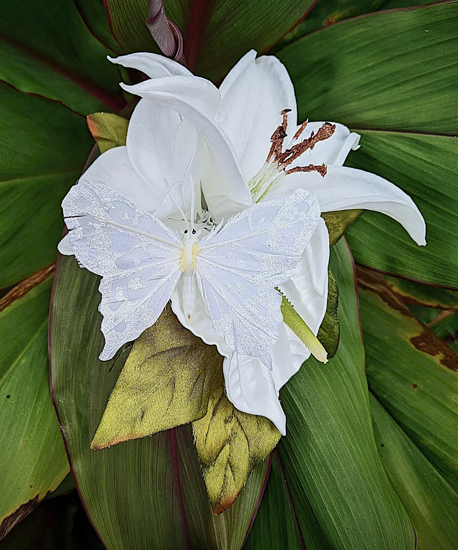 white butterfly white anthurium.jpg